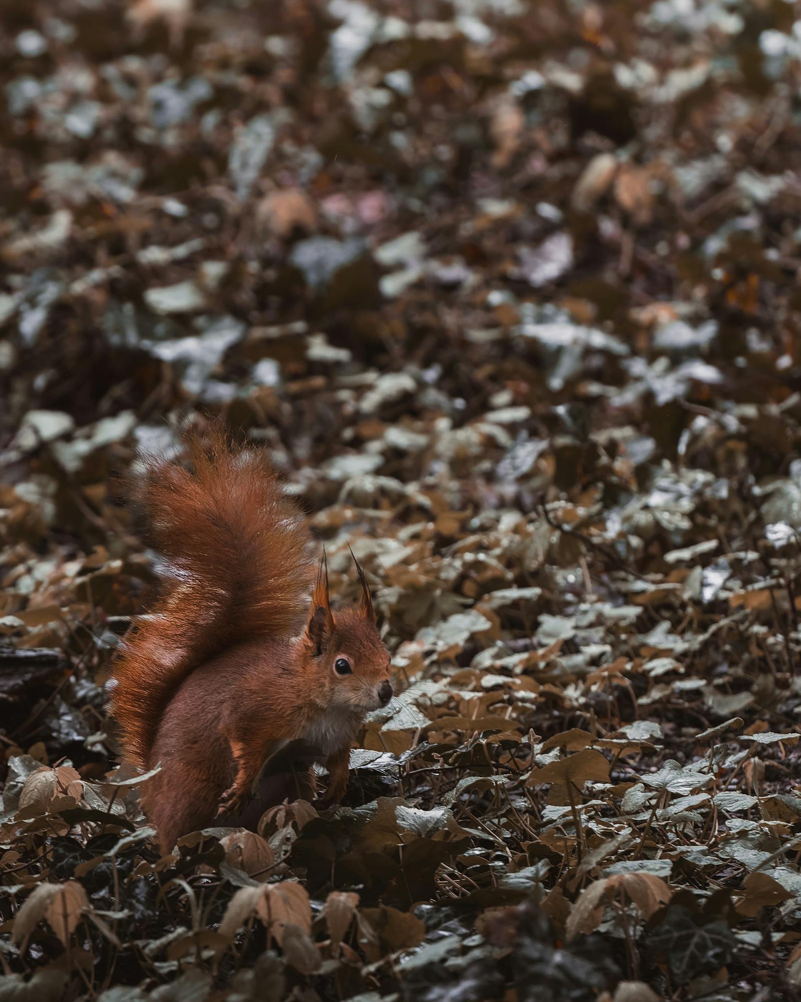 Red squirrel amid autumn leaves in Vienna, Austria, showcasing wildlife in natural habitat.