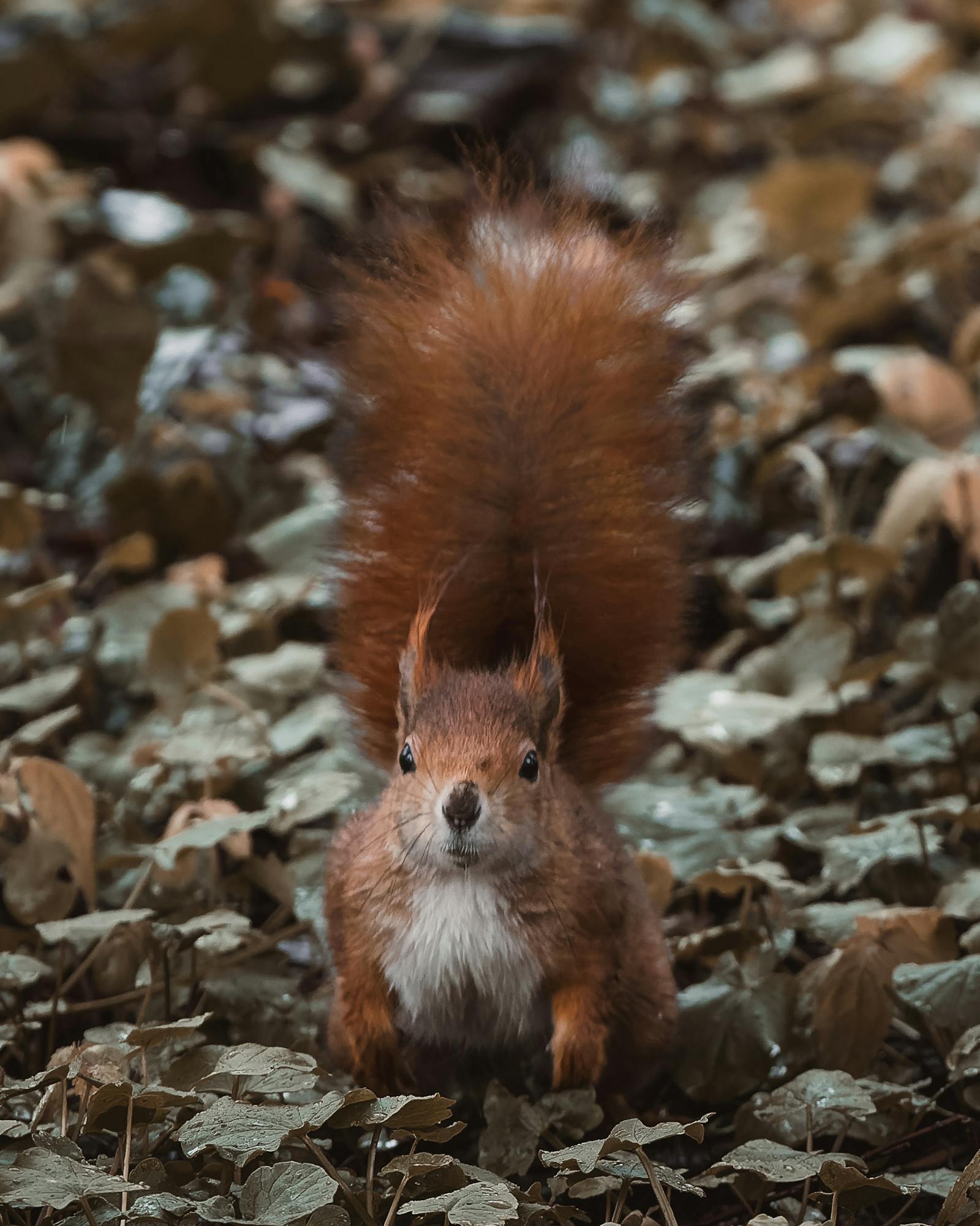 Cute red squirrel on Vienna's forest floor, showcasing fall colors.