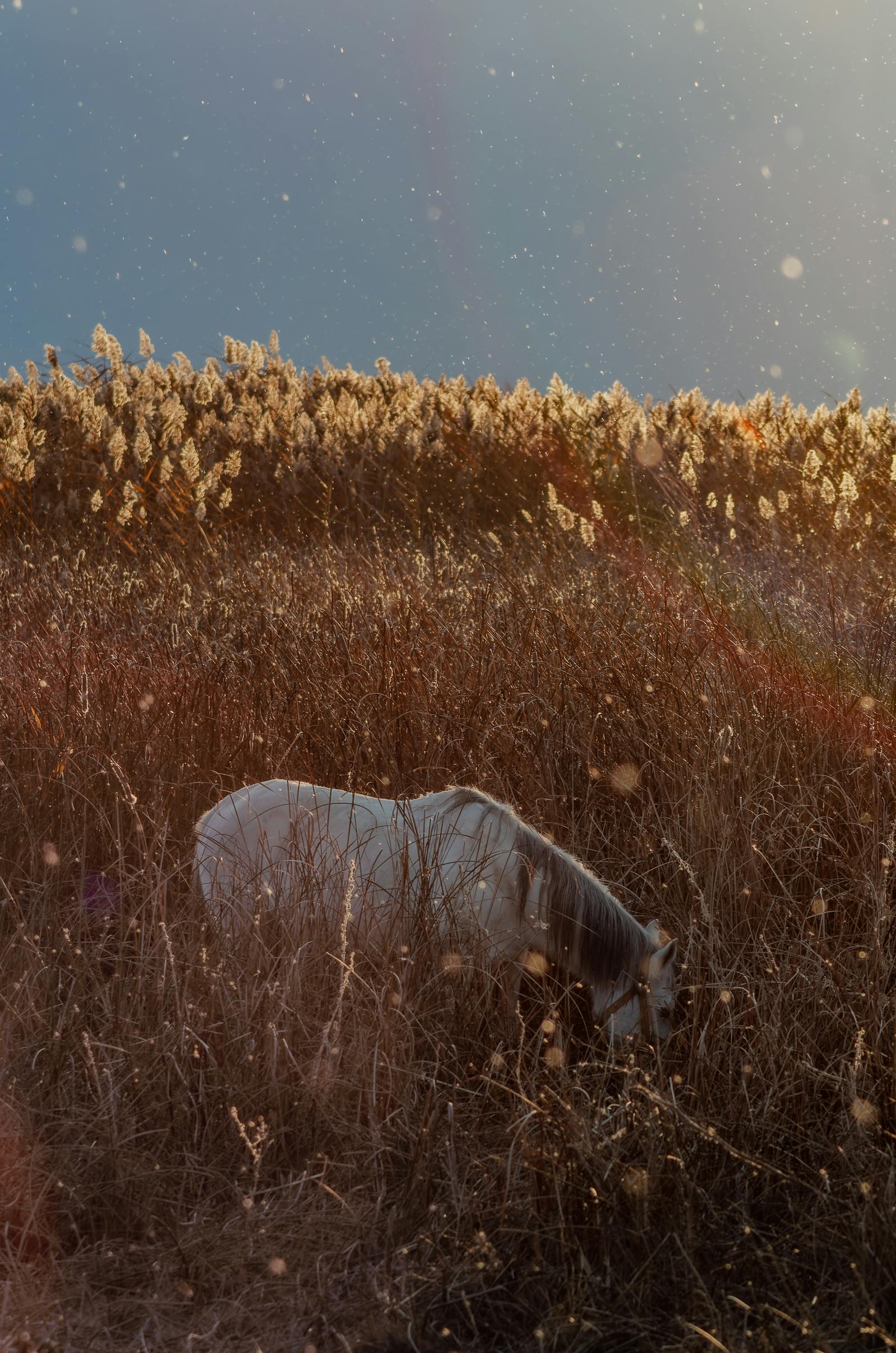 A serene scene of a white horse grazing in a lush field under a warm sunset.