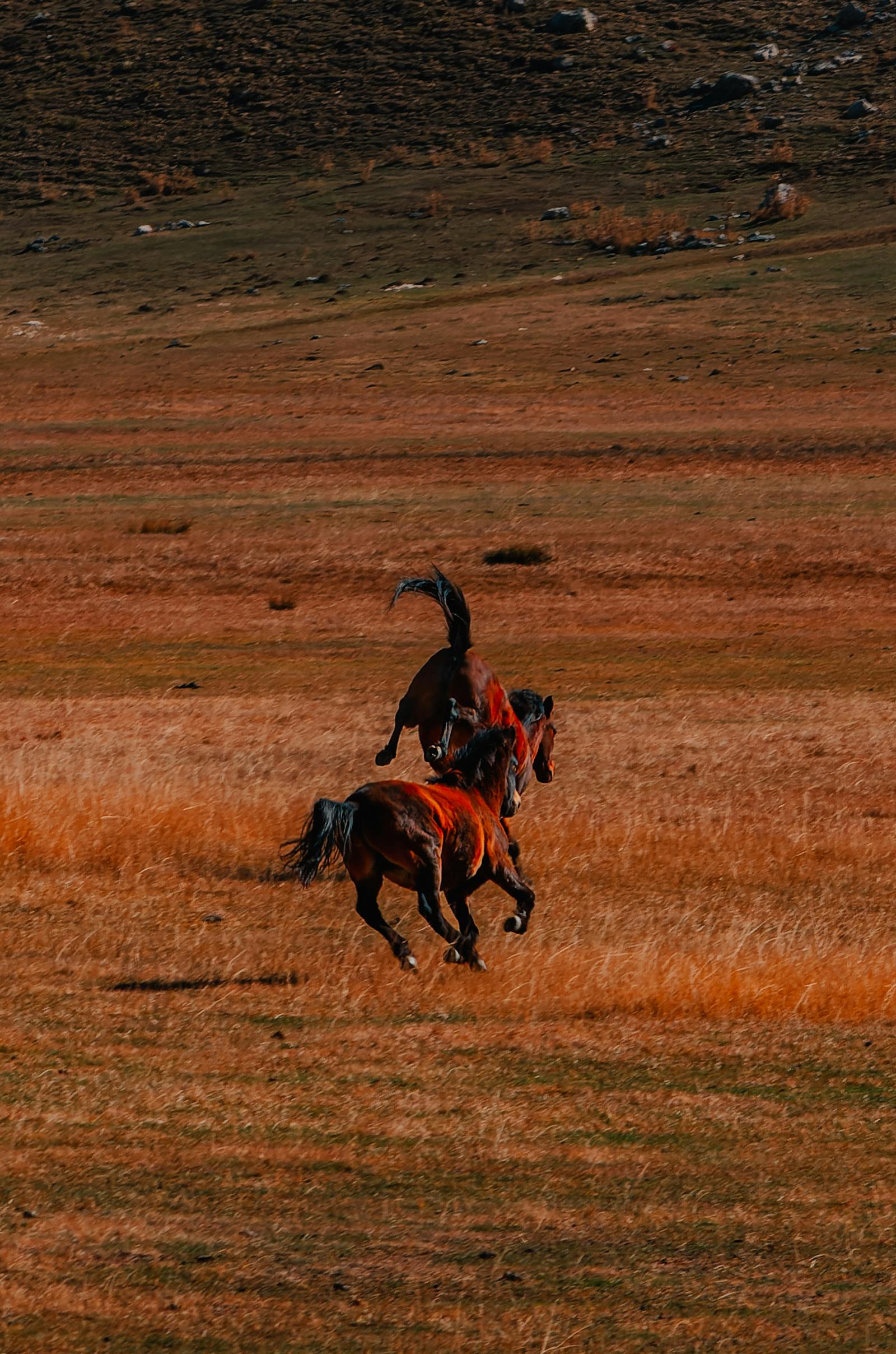 Two horses playing energetically in an open field in Seydişehir, Konya, Türkiye.