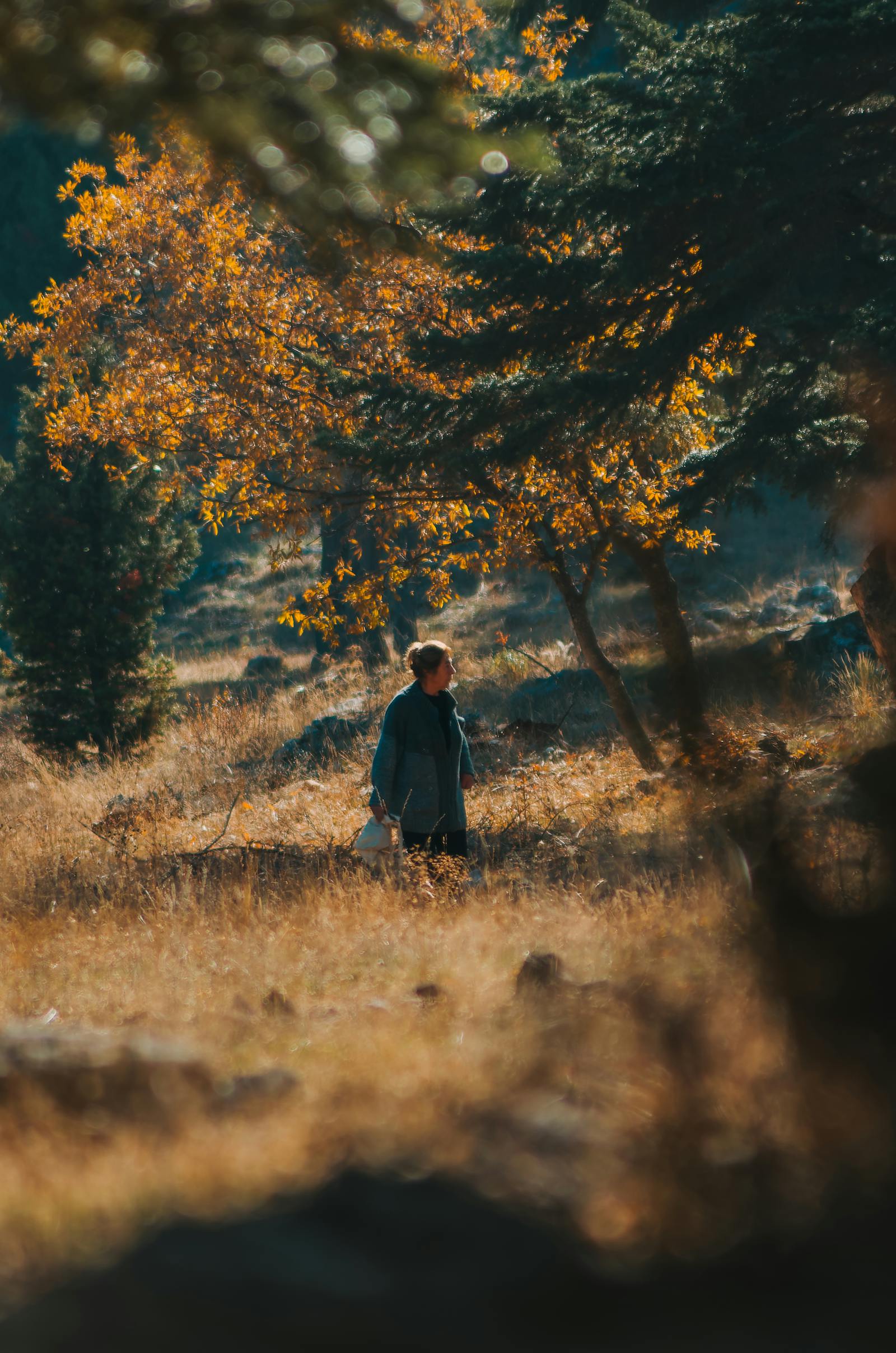 A peaceful morning stroll in the autumn woods of Seydişehir, Türkiye.