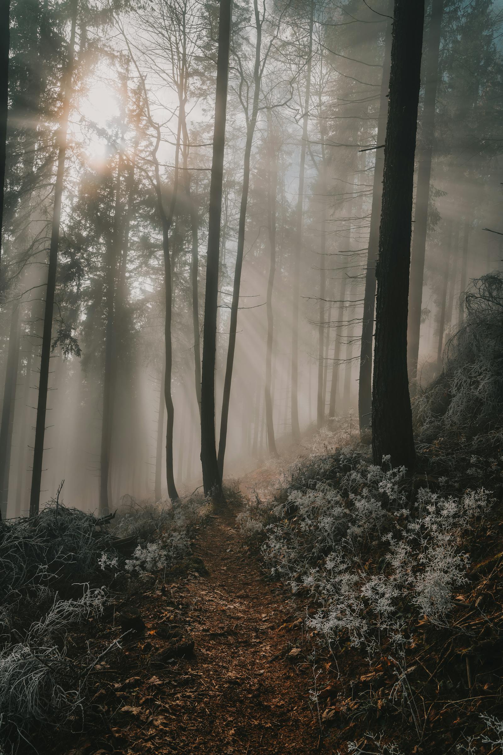 A serene misty forest path in Leoben, Austria, illuminated by soft sunlight.