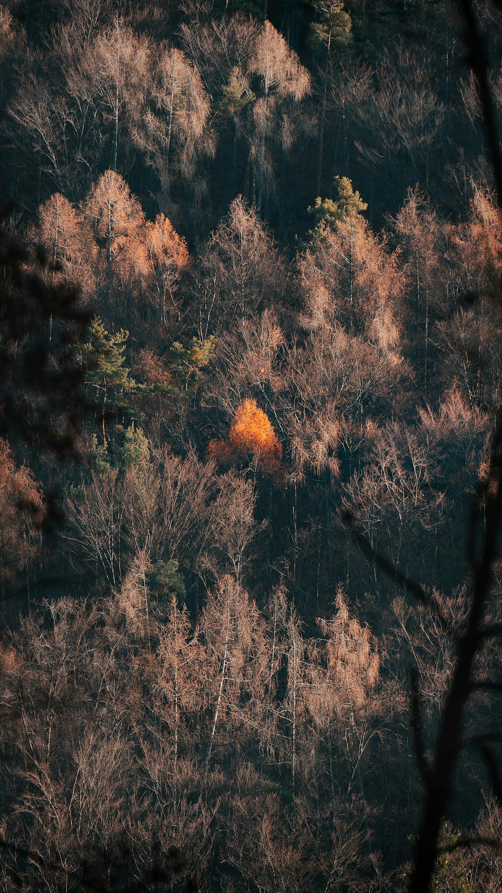 Captivating view of dense autumn forest in Graz, highlighting vibrant fall foliage.