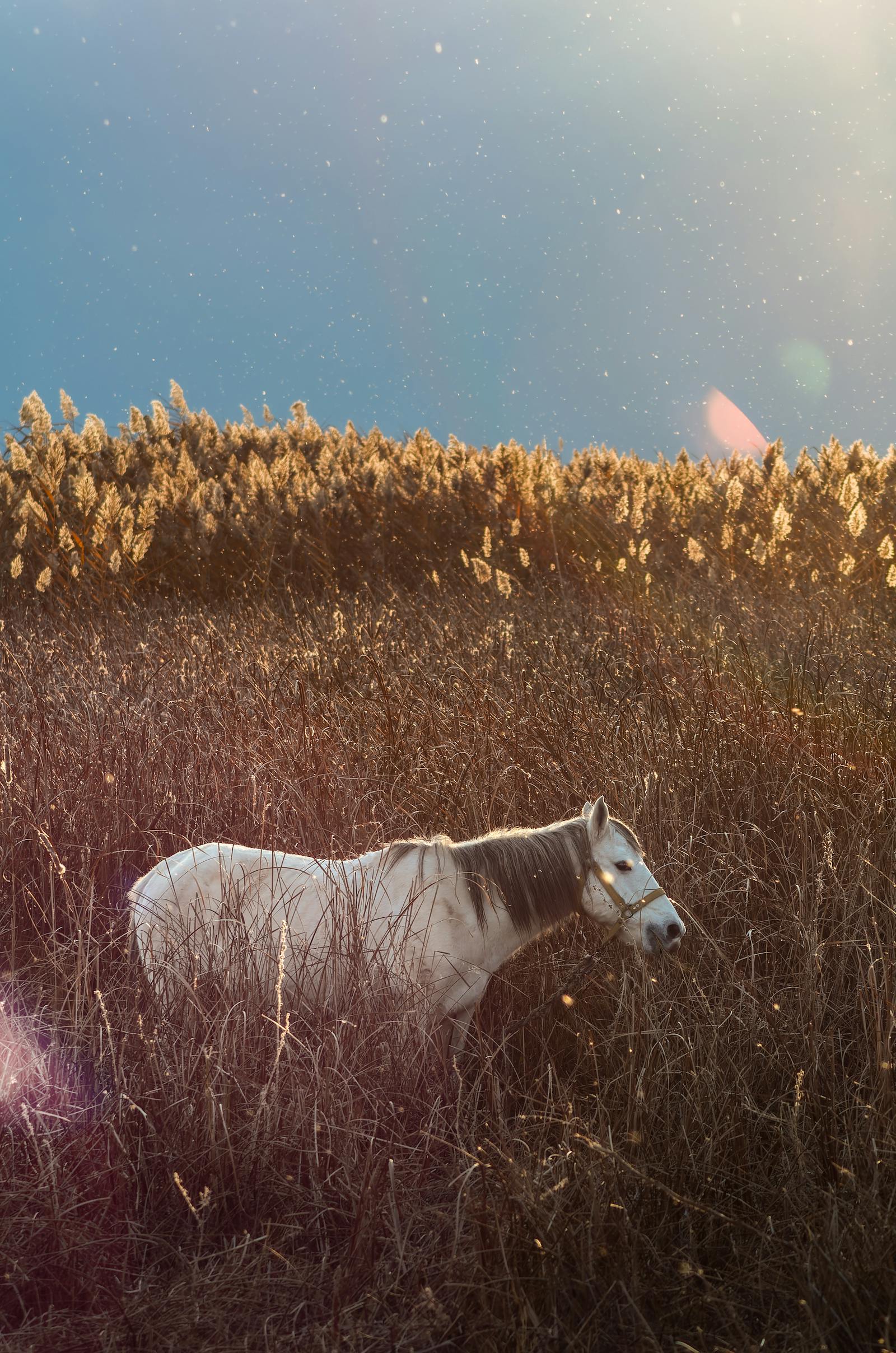 Peaceful scene of a white horse grazing in a golden field at sunrise in Seydişehir, Turkey.