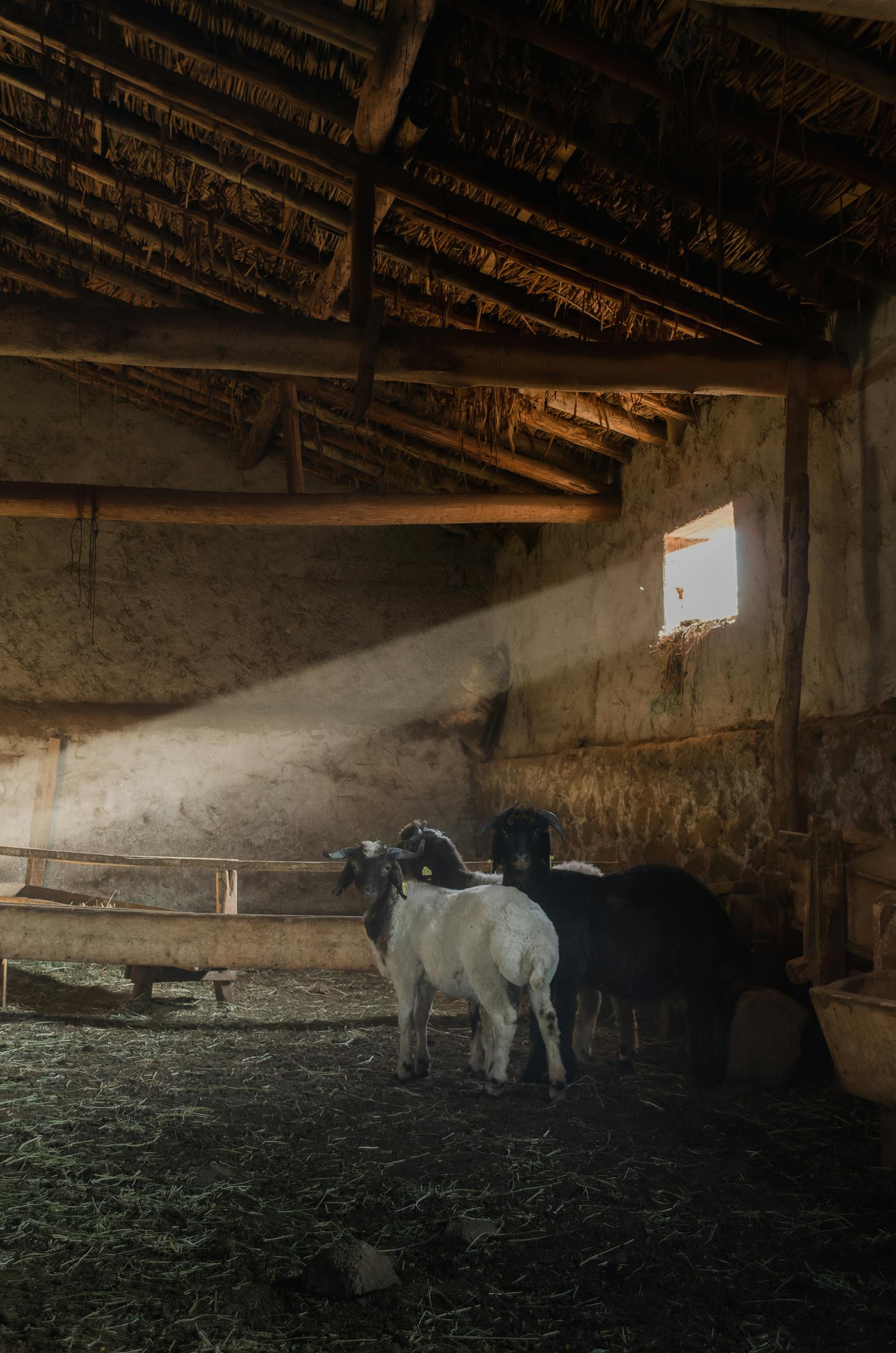 Goats inside a rustic barn in Seydişehir, Konya with natural lighting.