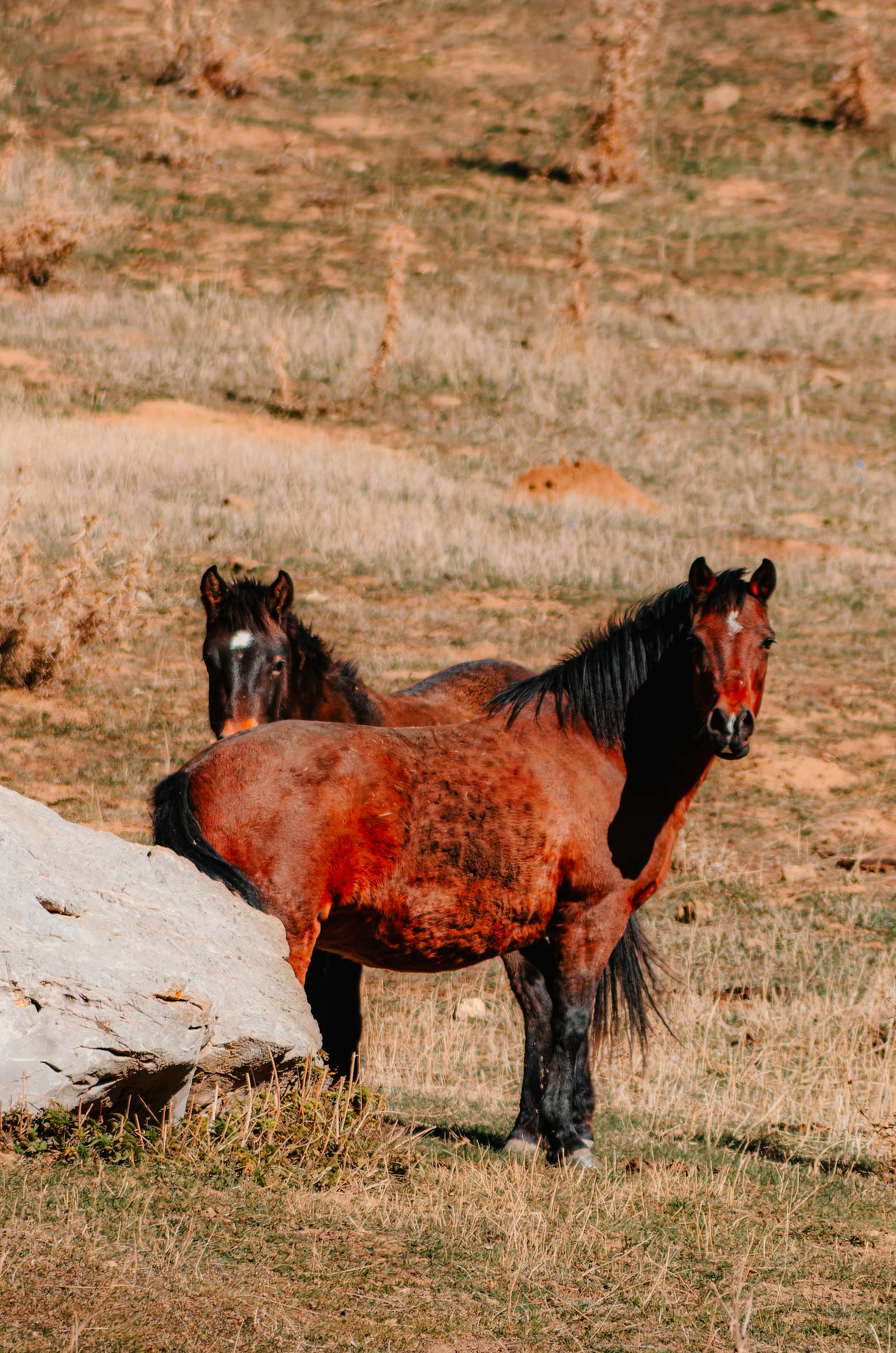 Two wild horses resting peacefully in a rural Turkish landscape.