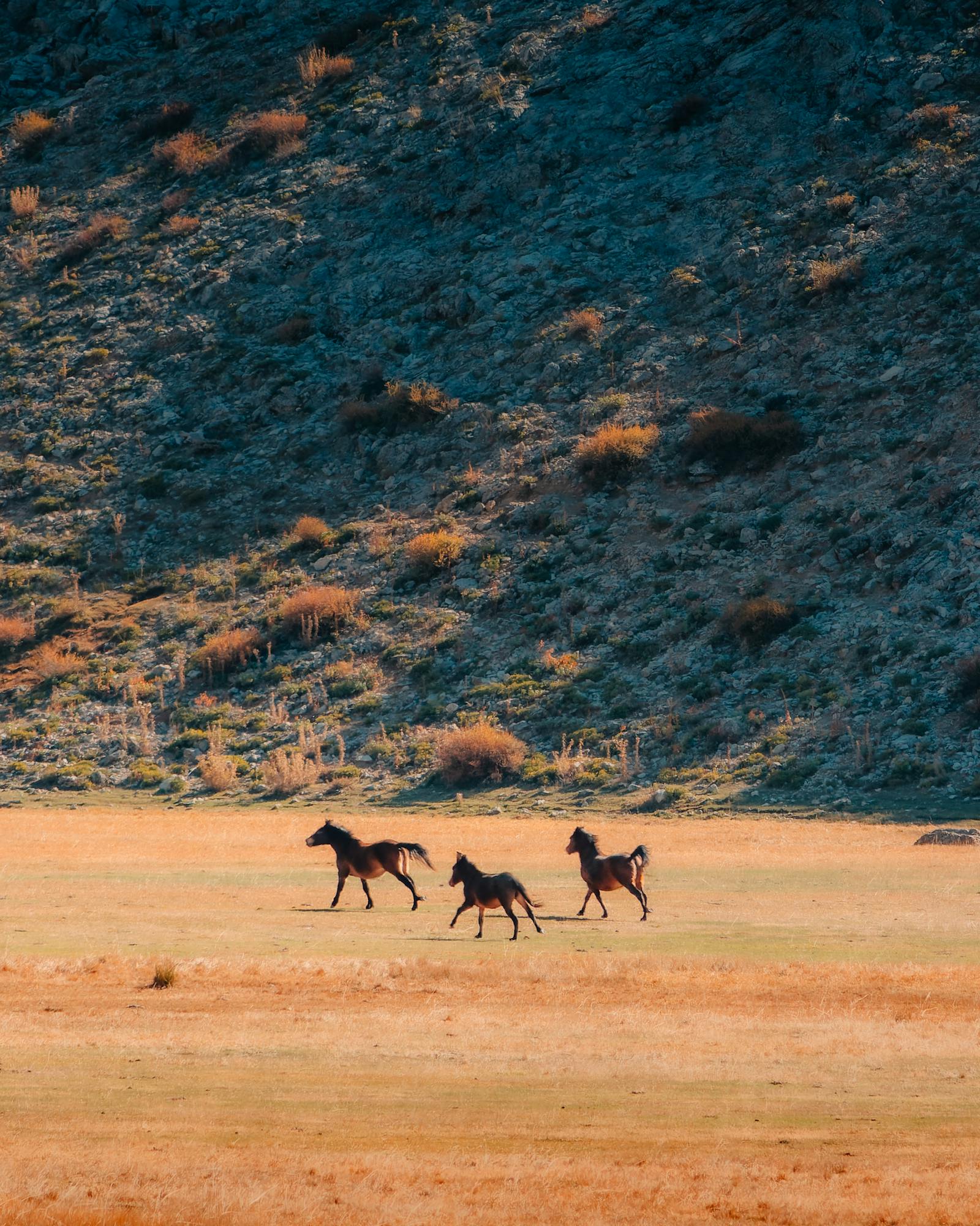 Dynamic shot of wild mustangs galloping through a grassy plain in Seydişehir, Konya, Turkey.