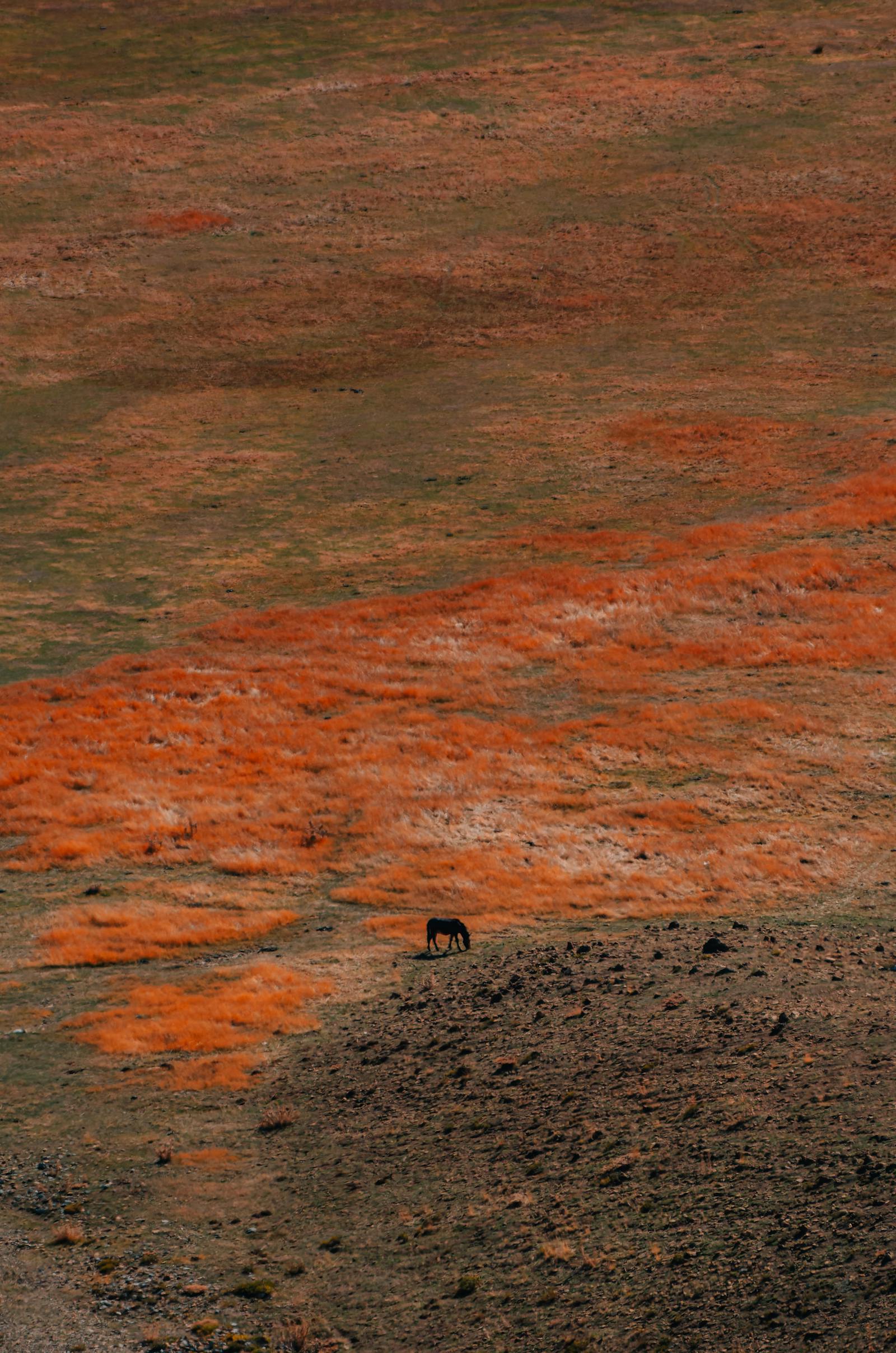 A serene scene of a wild horse grazing on the autumn-colored landscape in Seydişehir, Konya, Türkiye.