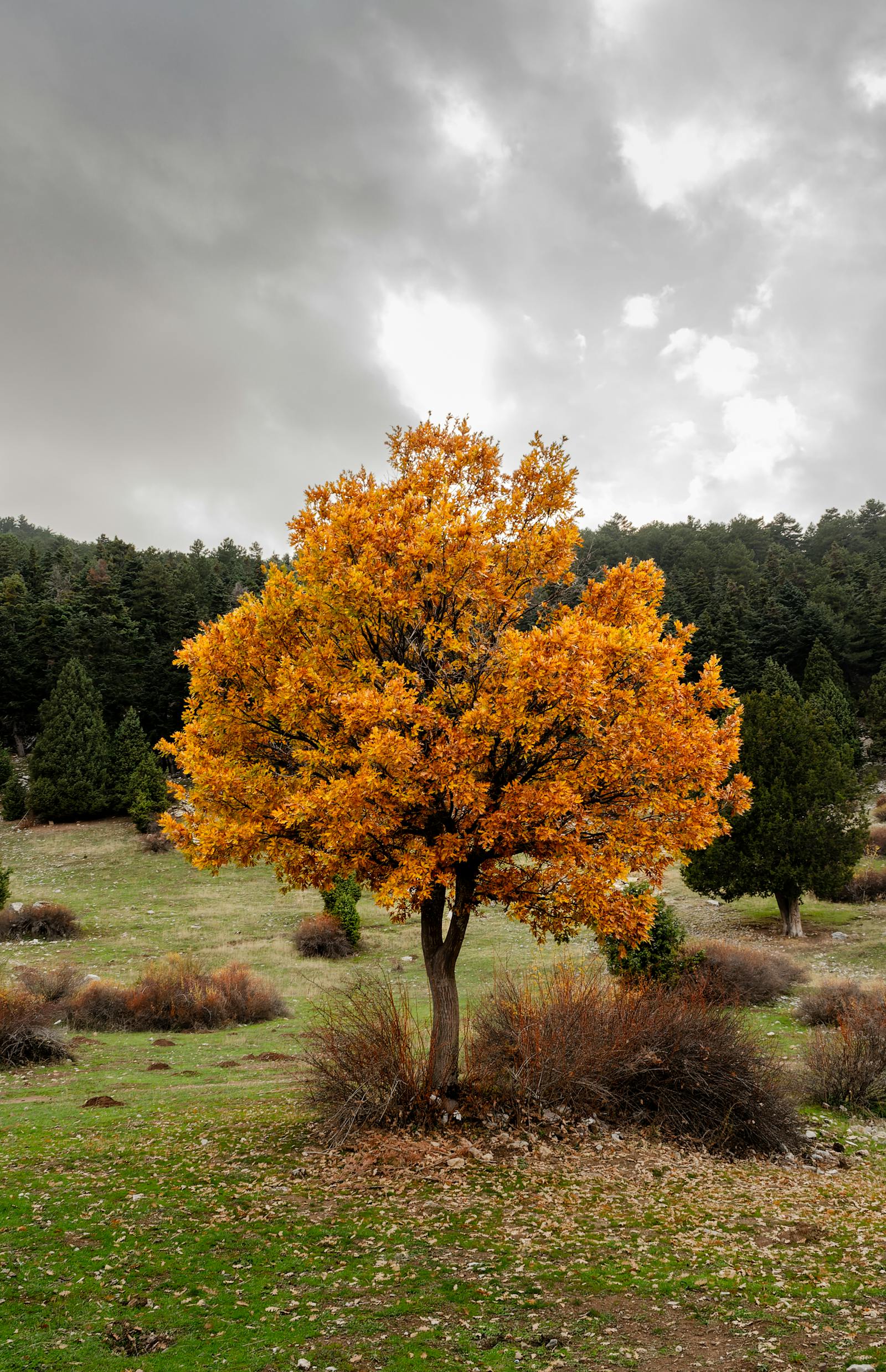 Golden autumn tree in a serene Seydişehir meadow under a cloudy sky.