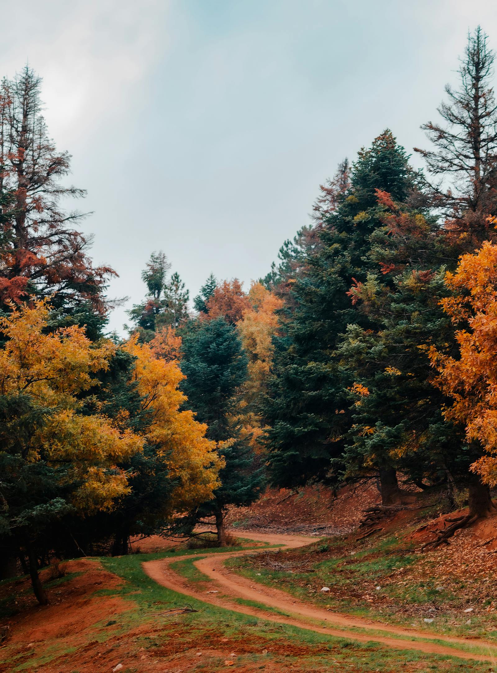 Explore a serene autumn forest path in Seydişehir, Türkiye, surrounded by vibrant foliage.