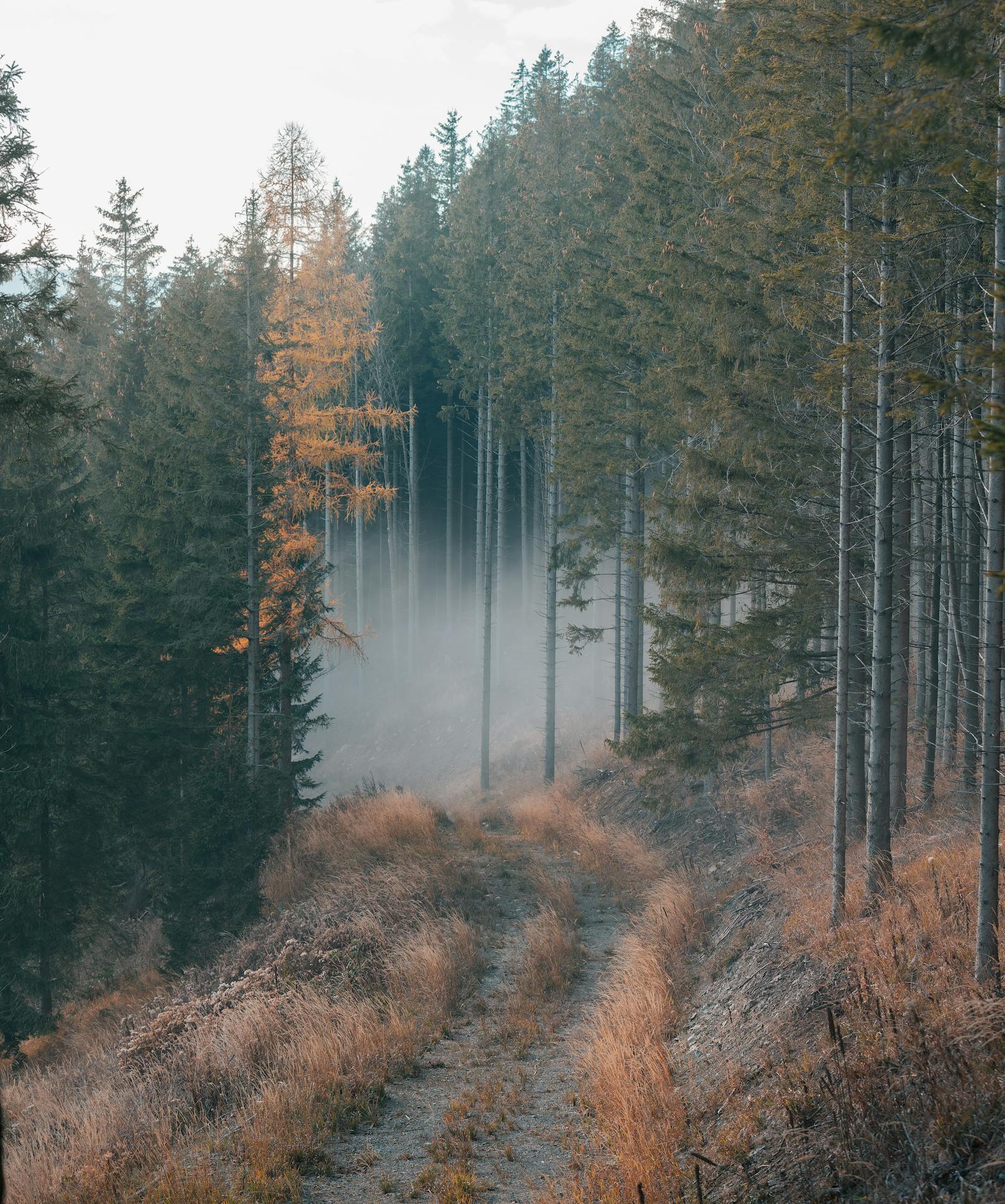 Explore the serene misty forest path in autumn at Leoben, Austria. Perfect for nature lovers.