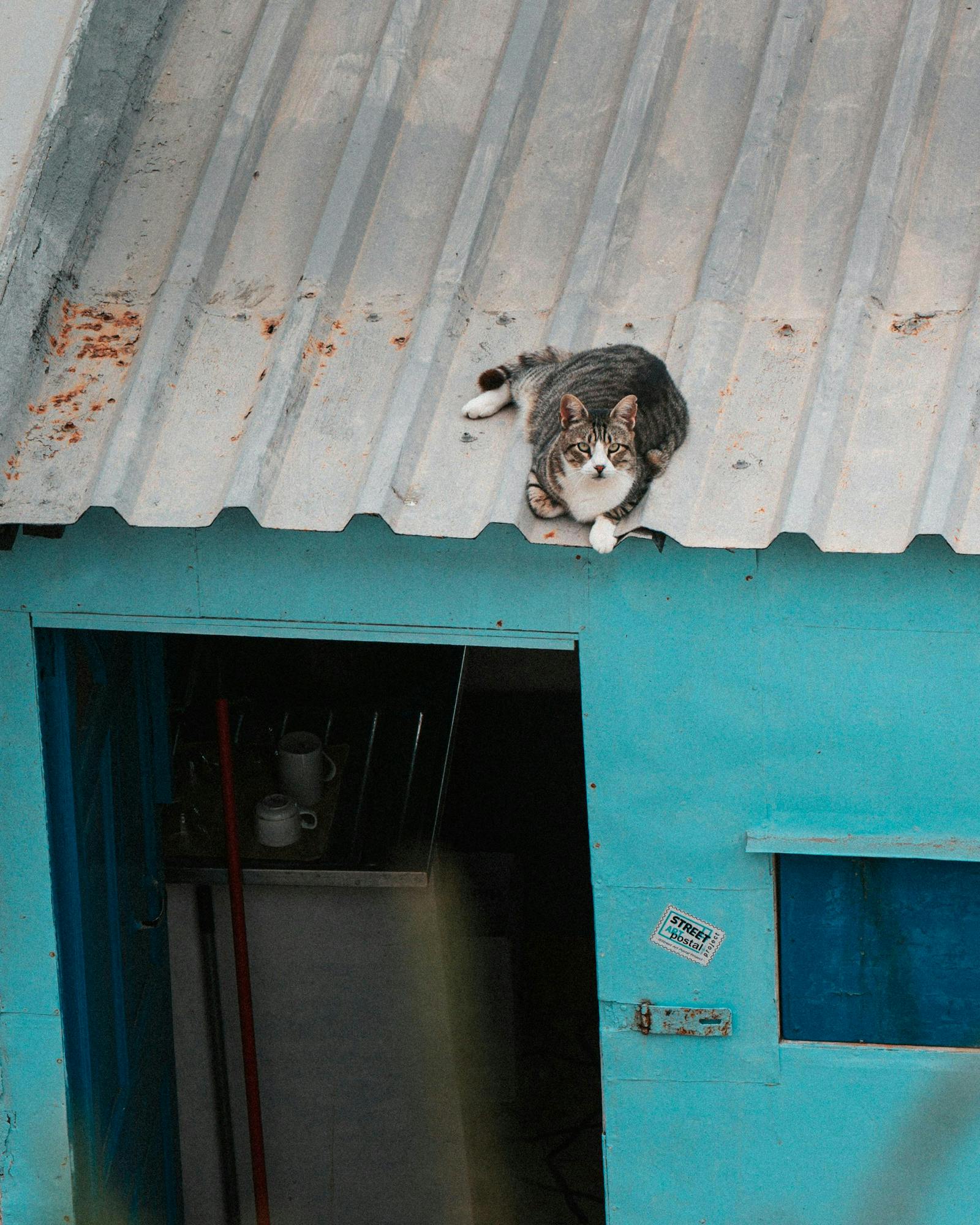 A cozy cat relaxing on a rustic blue rooftop in Mellieħa, Malta. Urban tranquility.