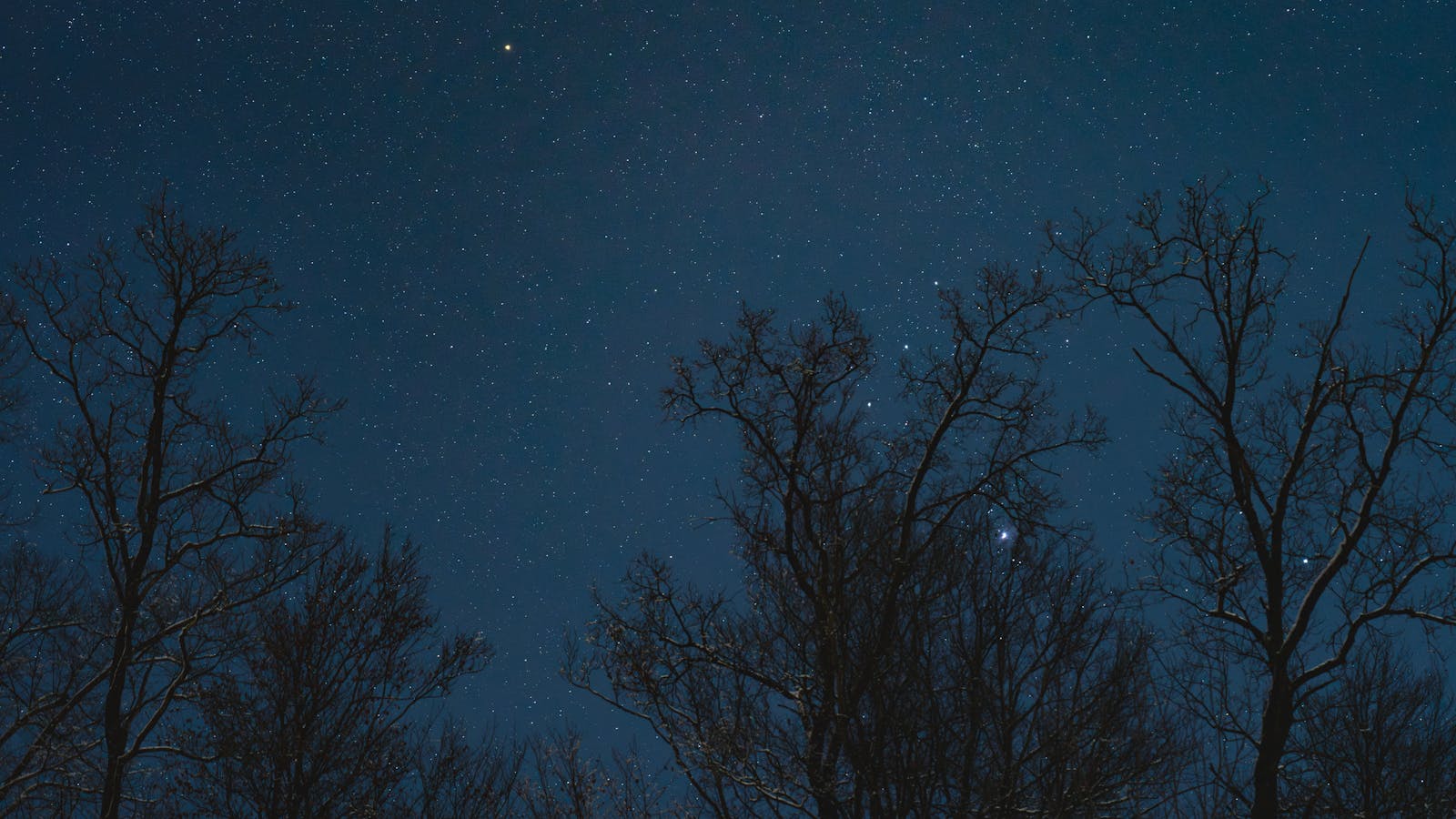 A peaceful star-filled night sky above silhouetted trees, capturing the serene beauty of the universe.