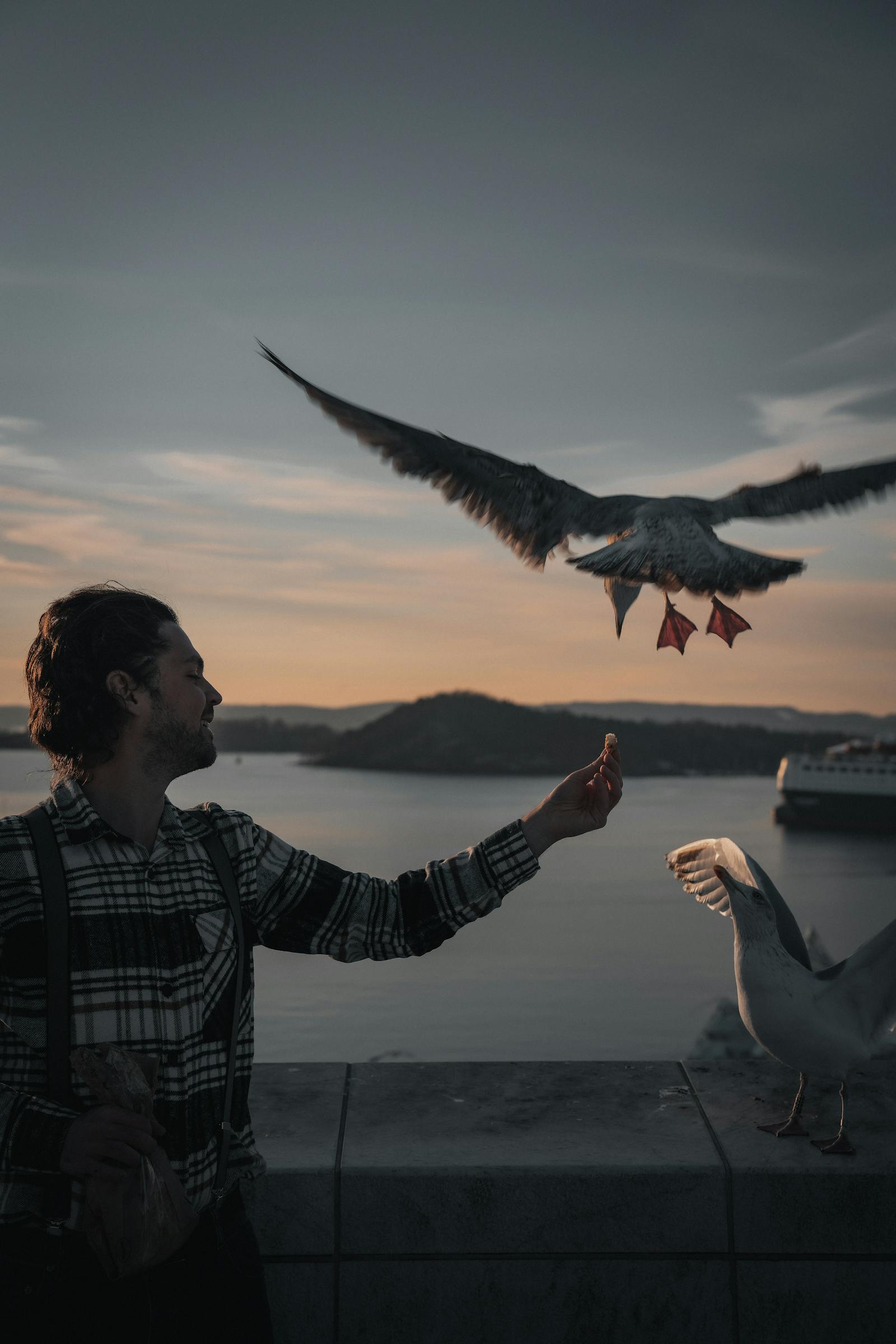 A serene interaction between a man and seagulls at Oslo waterfront during sunset.