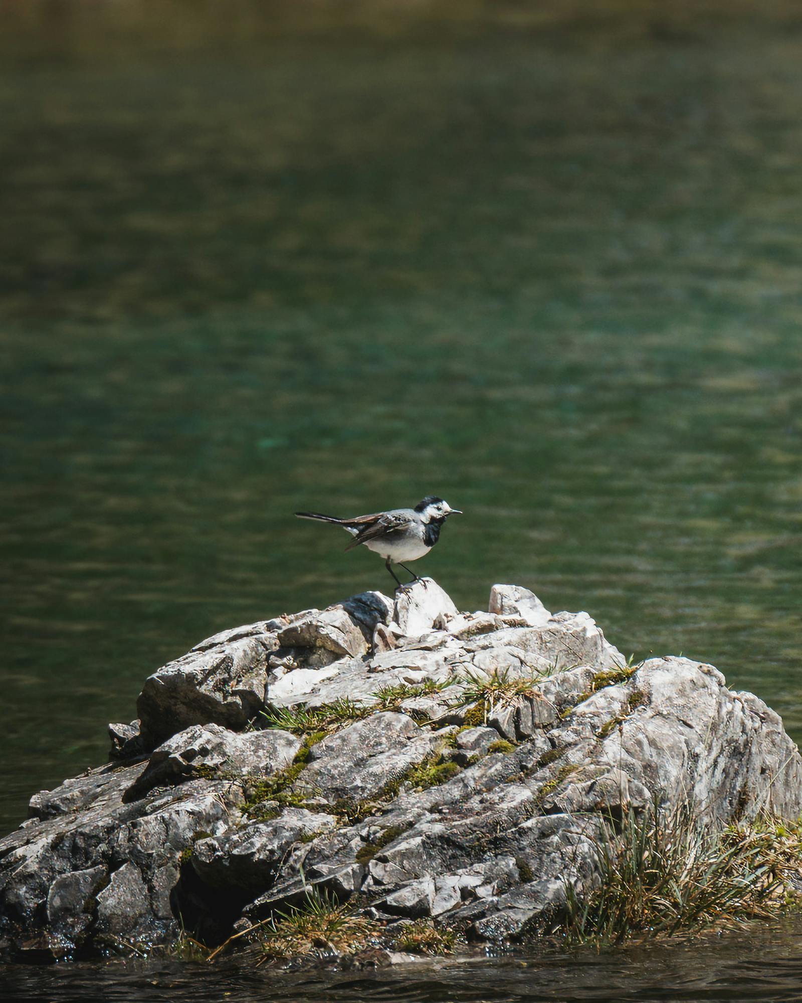 A serene scene of a white wagtail bird resting on a rock in a tranquil Austrian lake.