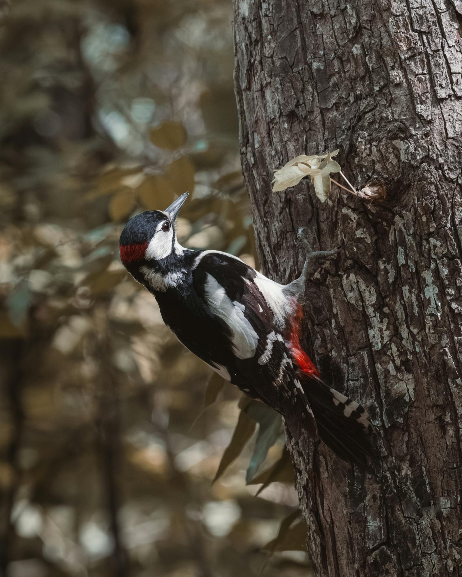 European Great Spotted Woodpecker perched on tree, showcasing stunning feathers in a Vienna forest.