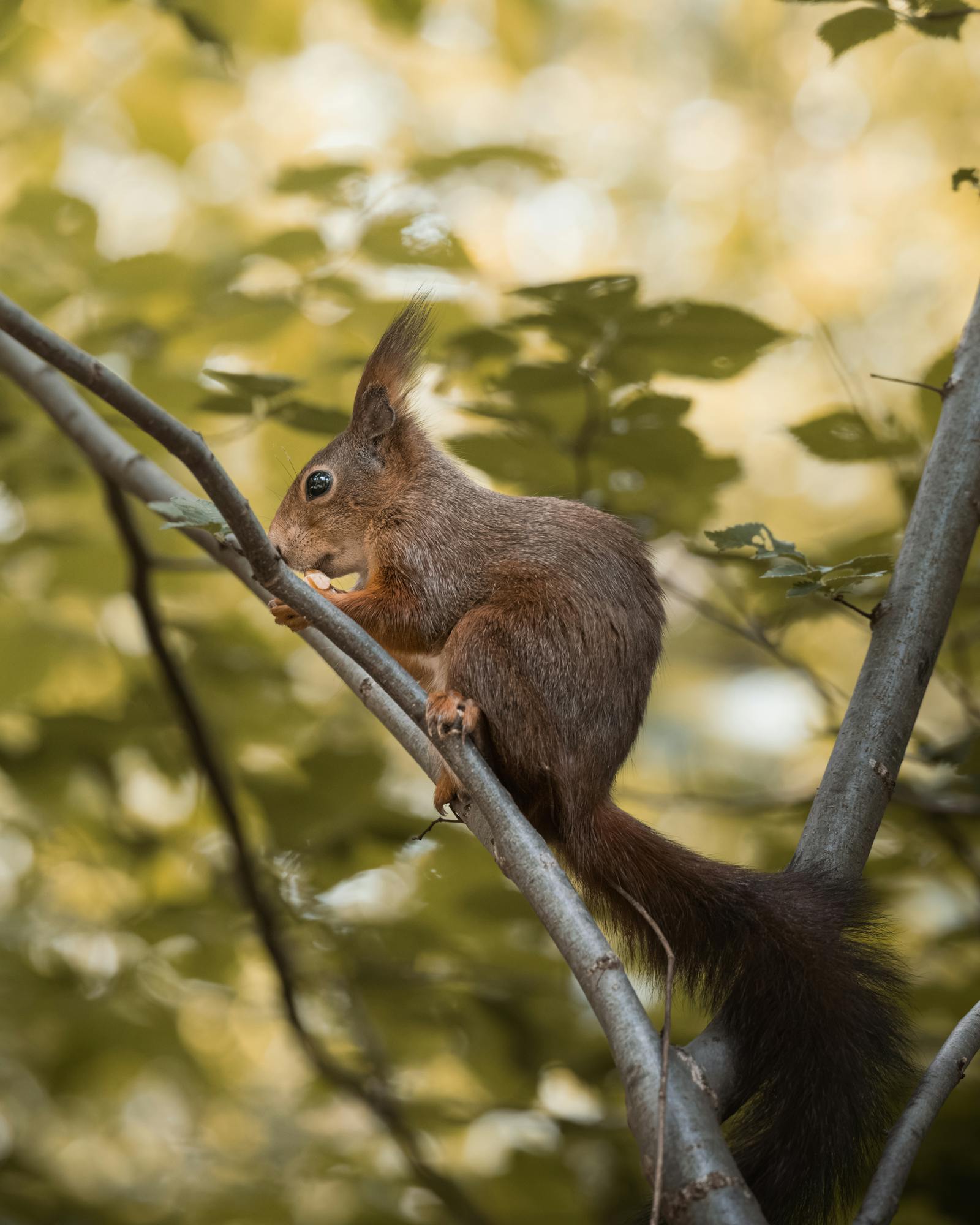 Red squirrel on tree branch in Vienna forest, perfect for wildlife photography.