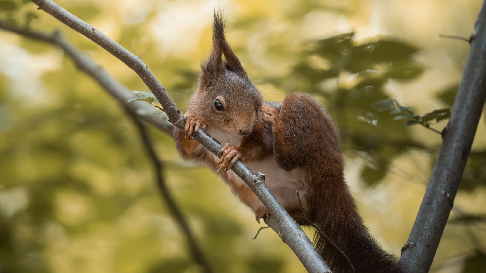 A cute squirrel climbing a tree branch in Vienna, Austria, showcasing wildlife in action.