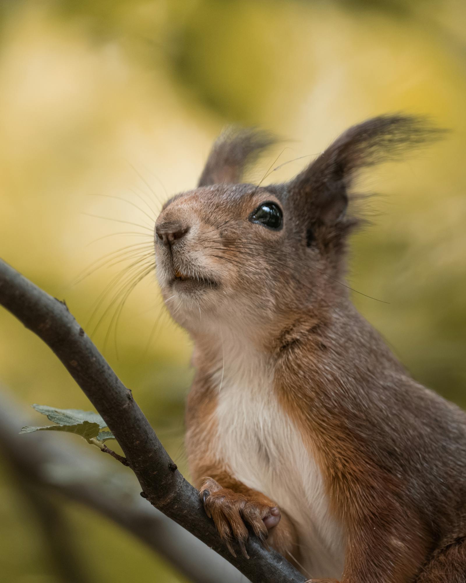 Close-up of a curious squirrel perched on a branch in Vienna, Austria.