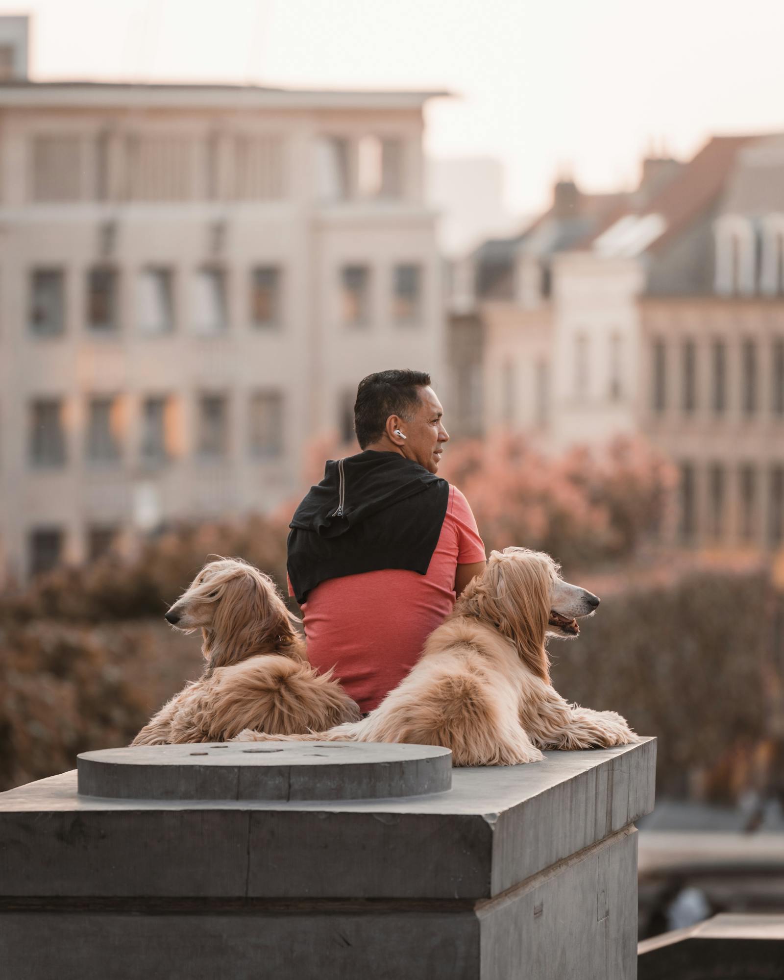 A man sits with two Afghan Hounds on a city ledge in Brussels during the day.