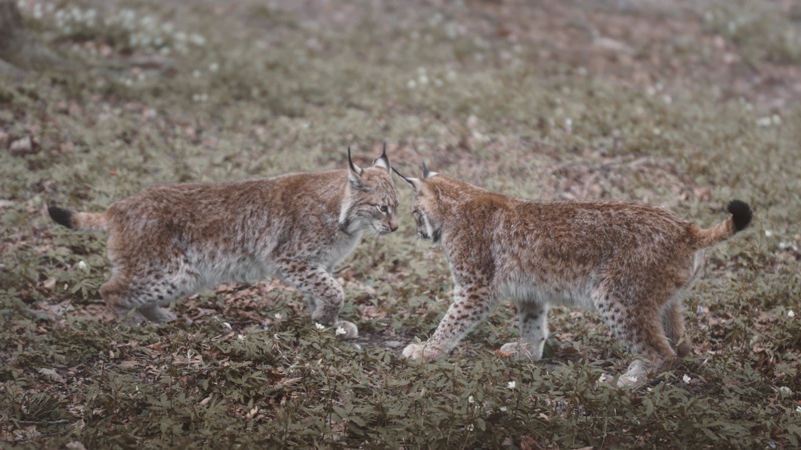 Two Eurasian lynxes facing off in the wild, Feldkirch, Austria.