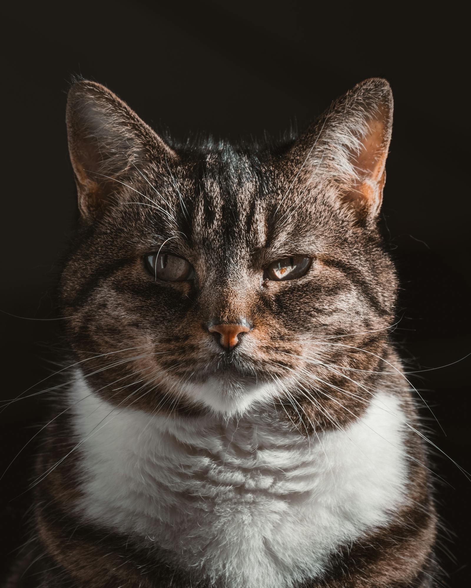 Intense close-up of a tabby cat with striking whiskers and a curious gaze.