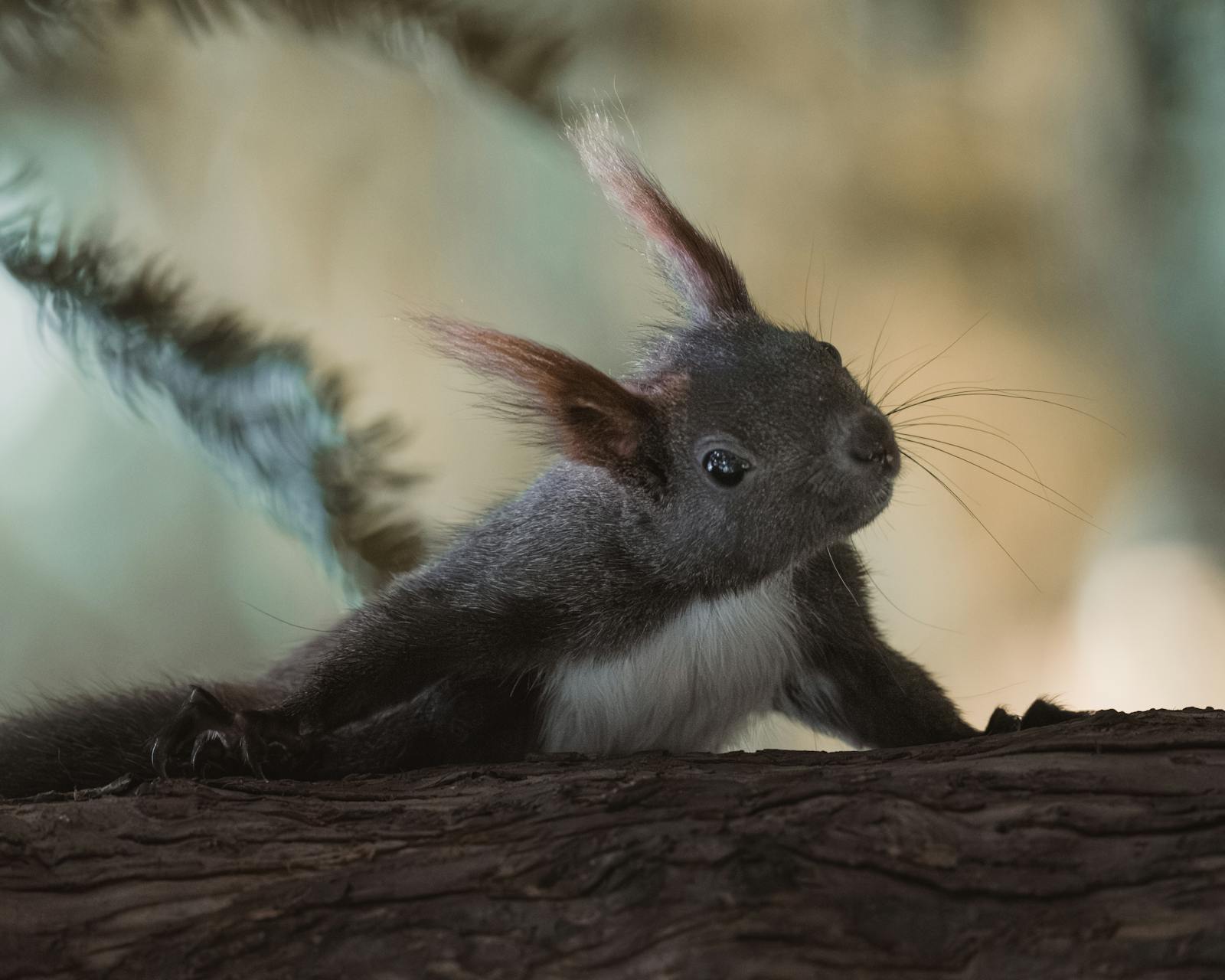 Adorable squirrel resting on tree branch in Vienna woodland, showcasing its fluffy tail and perky ears.