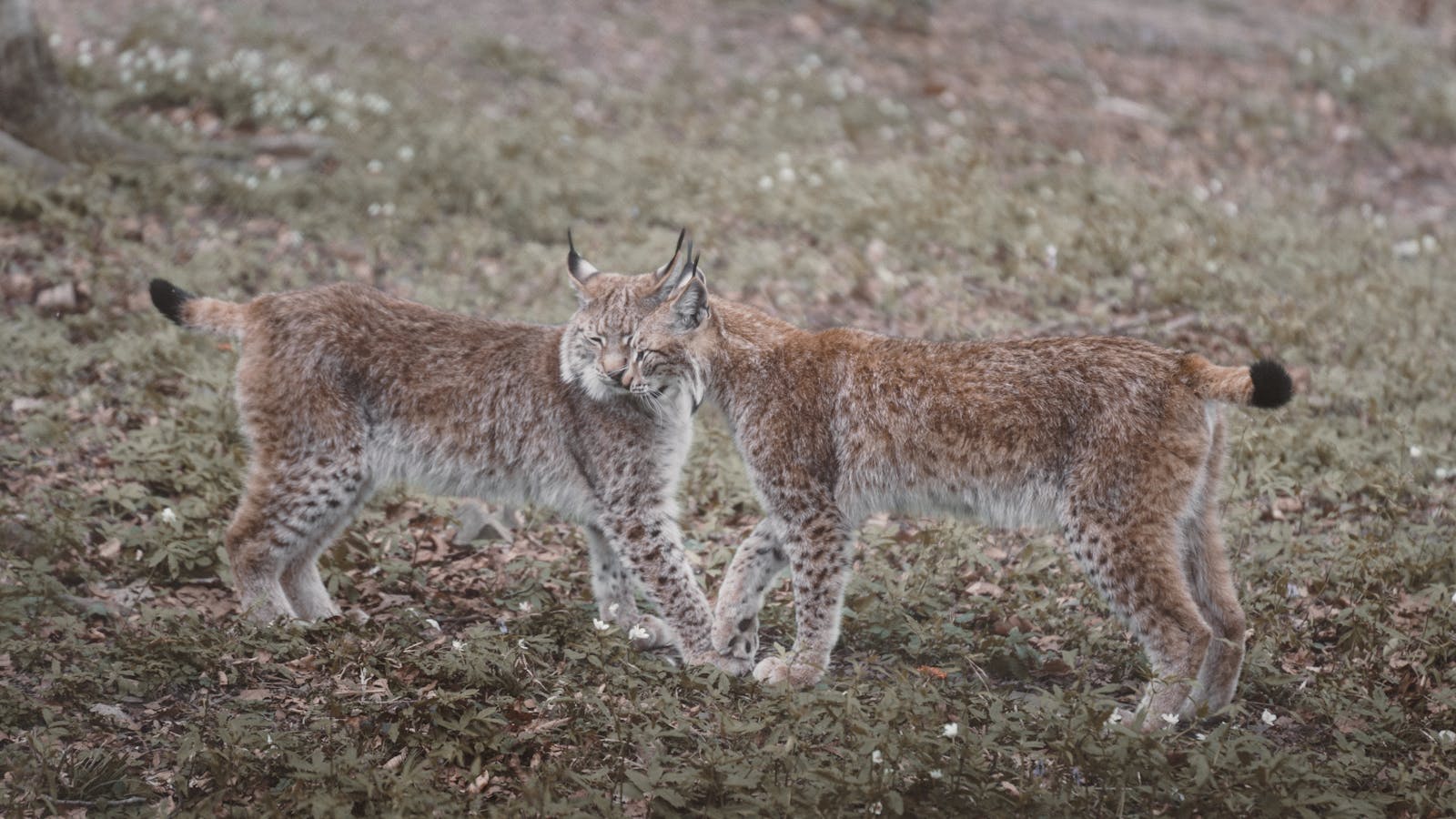 Two Eurasian lynxes interacting in a meadow in Feldkirch, Austria.