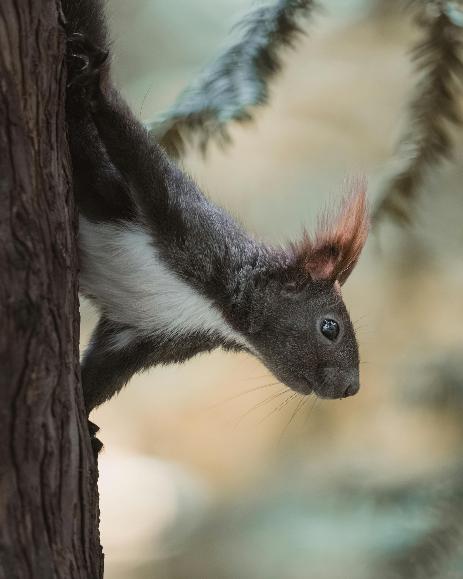 A charming squirrel with a fluffy tail climbing a tree in Vienna's outdoors, showcasing nature's beauty.