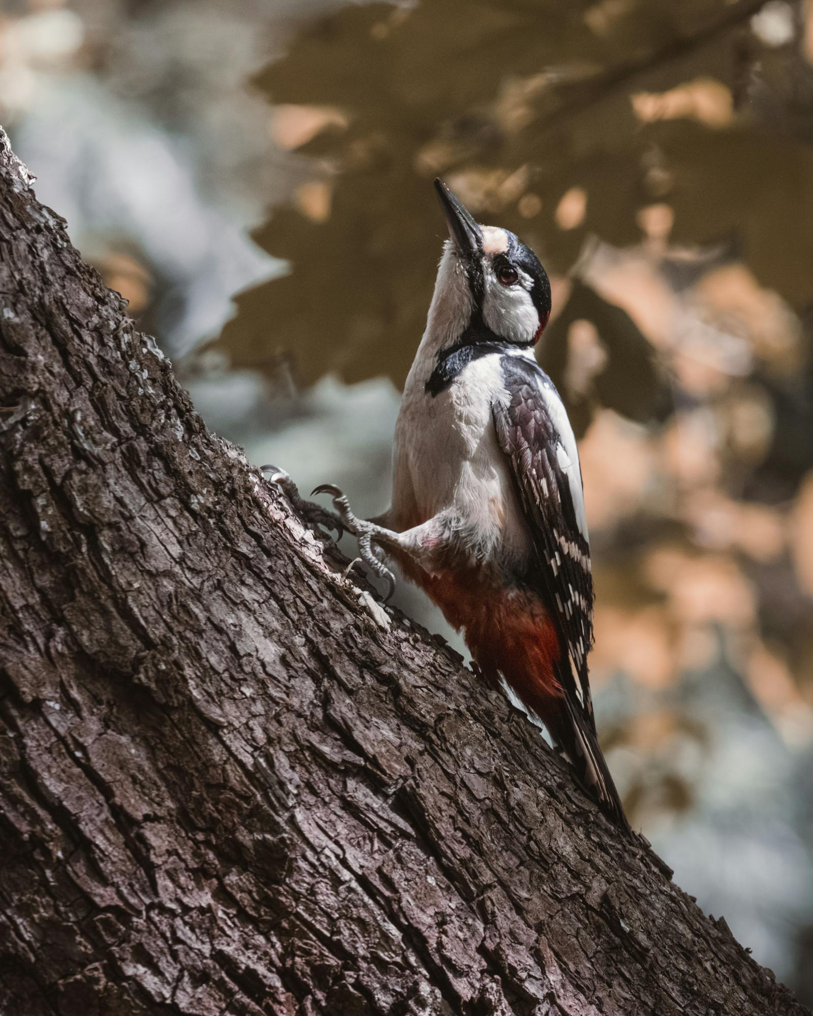 Captivating image of a woodpecker perched on a tree trunk amidst autumn foliage in Vienna.