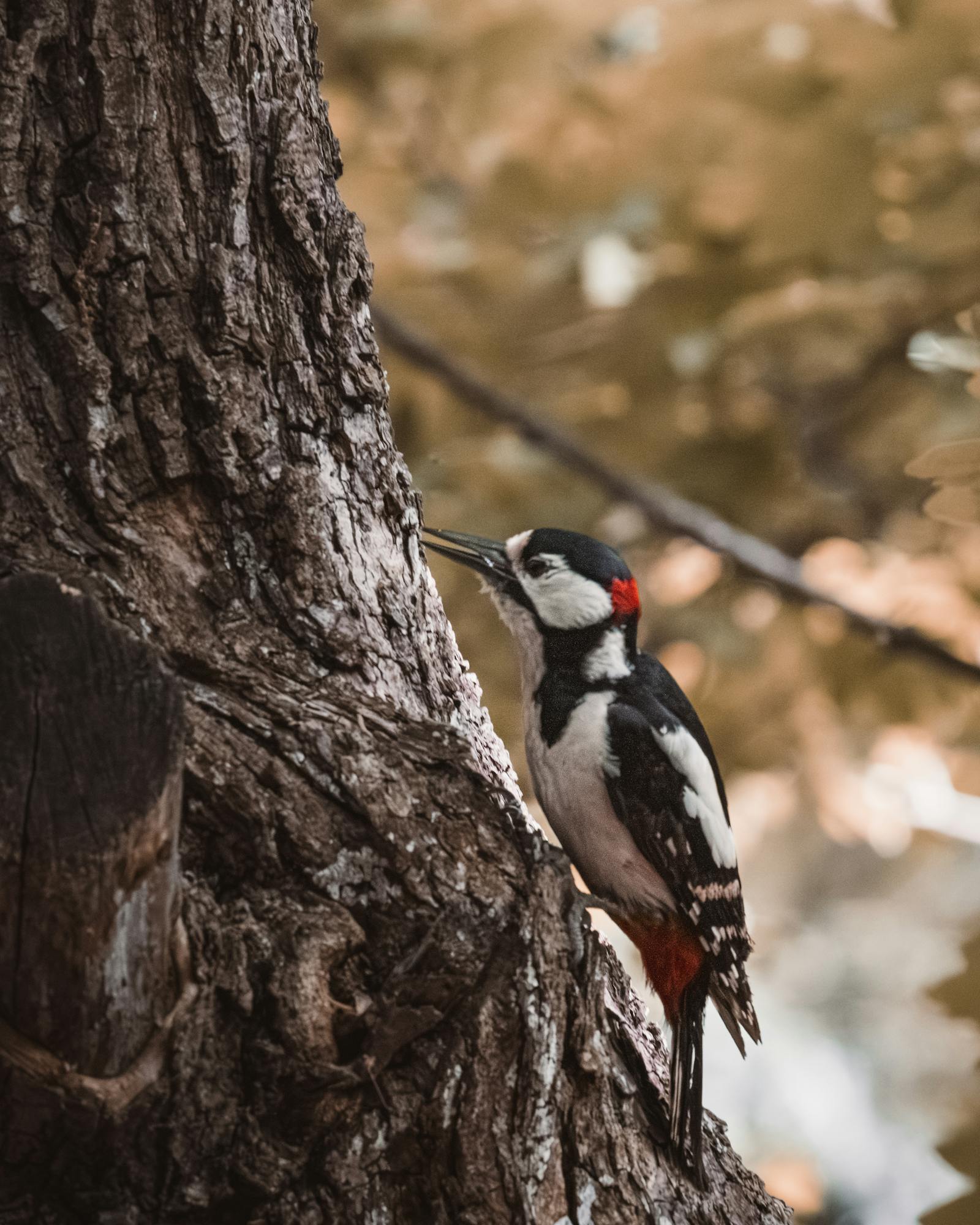 Close-up of a Great Spotted Woodpecker perched on a tree trunk, captured outdoors in natural setting.