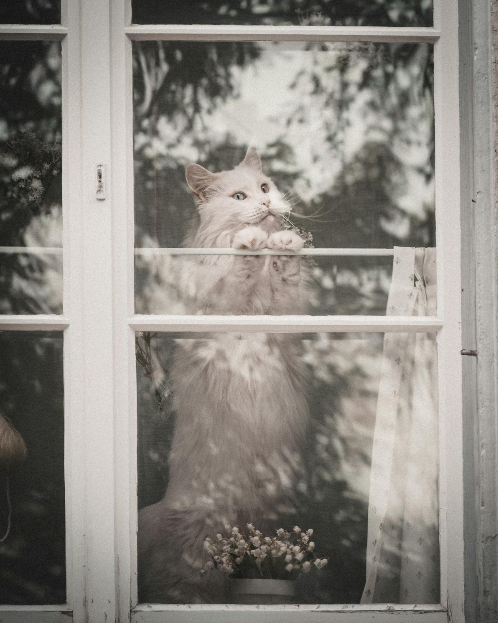 A fluffy cat looking out a window in Zurich, Switzerland. Perfect for pet lovers.