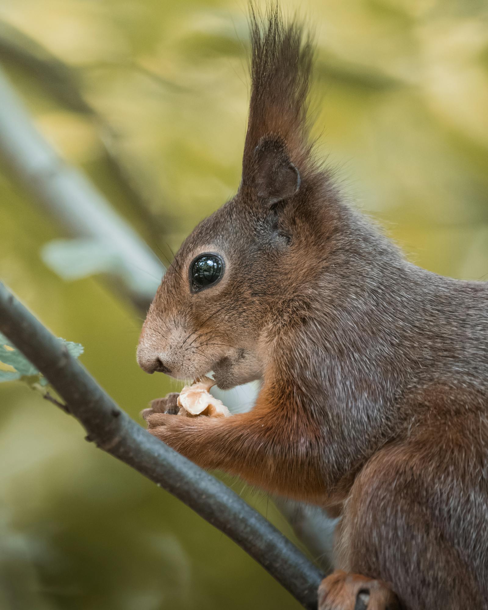 Detailed close-up of a squirrel eating a nut on a branch in Vienna's forests.