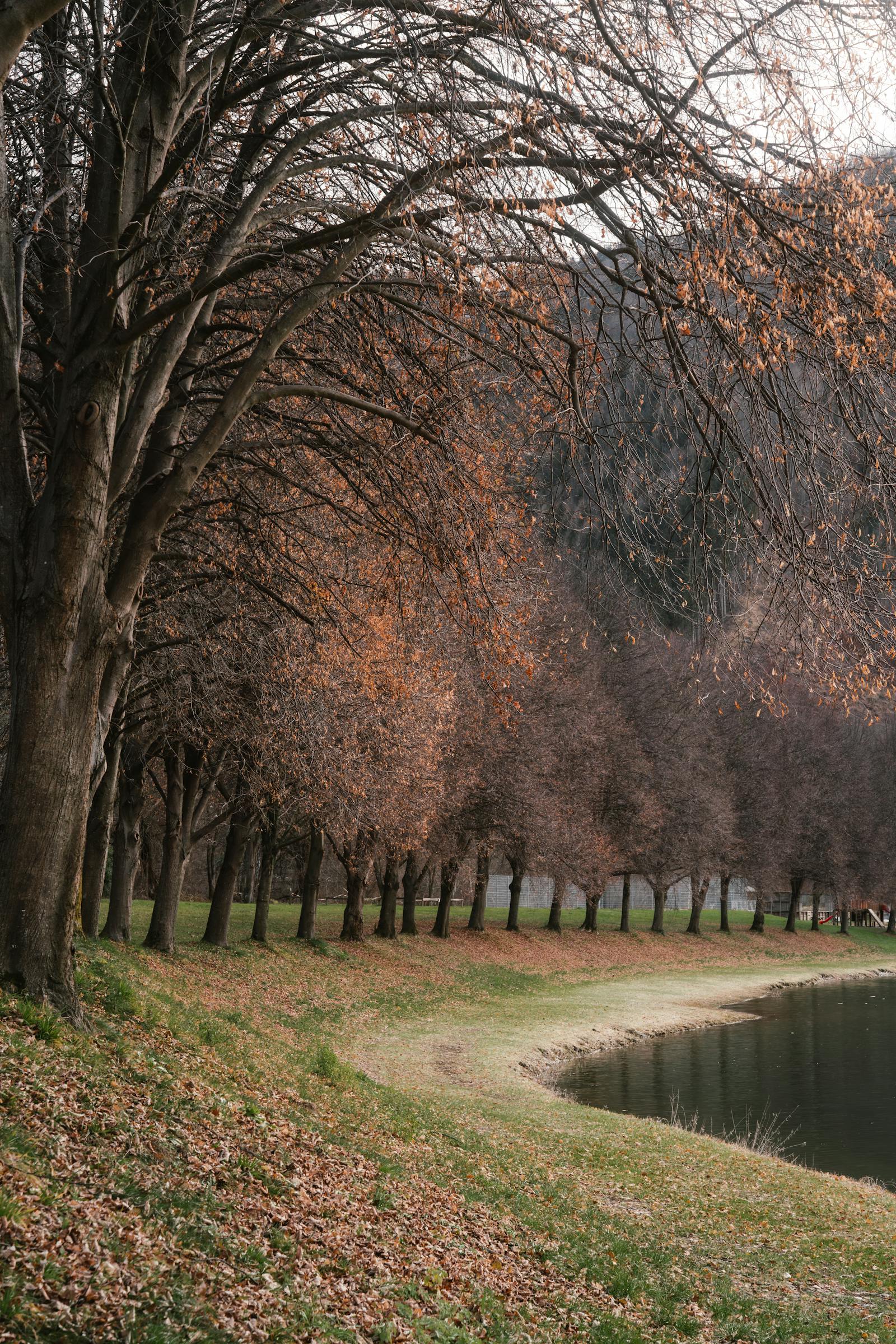 serene autumn trees by a calm lake