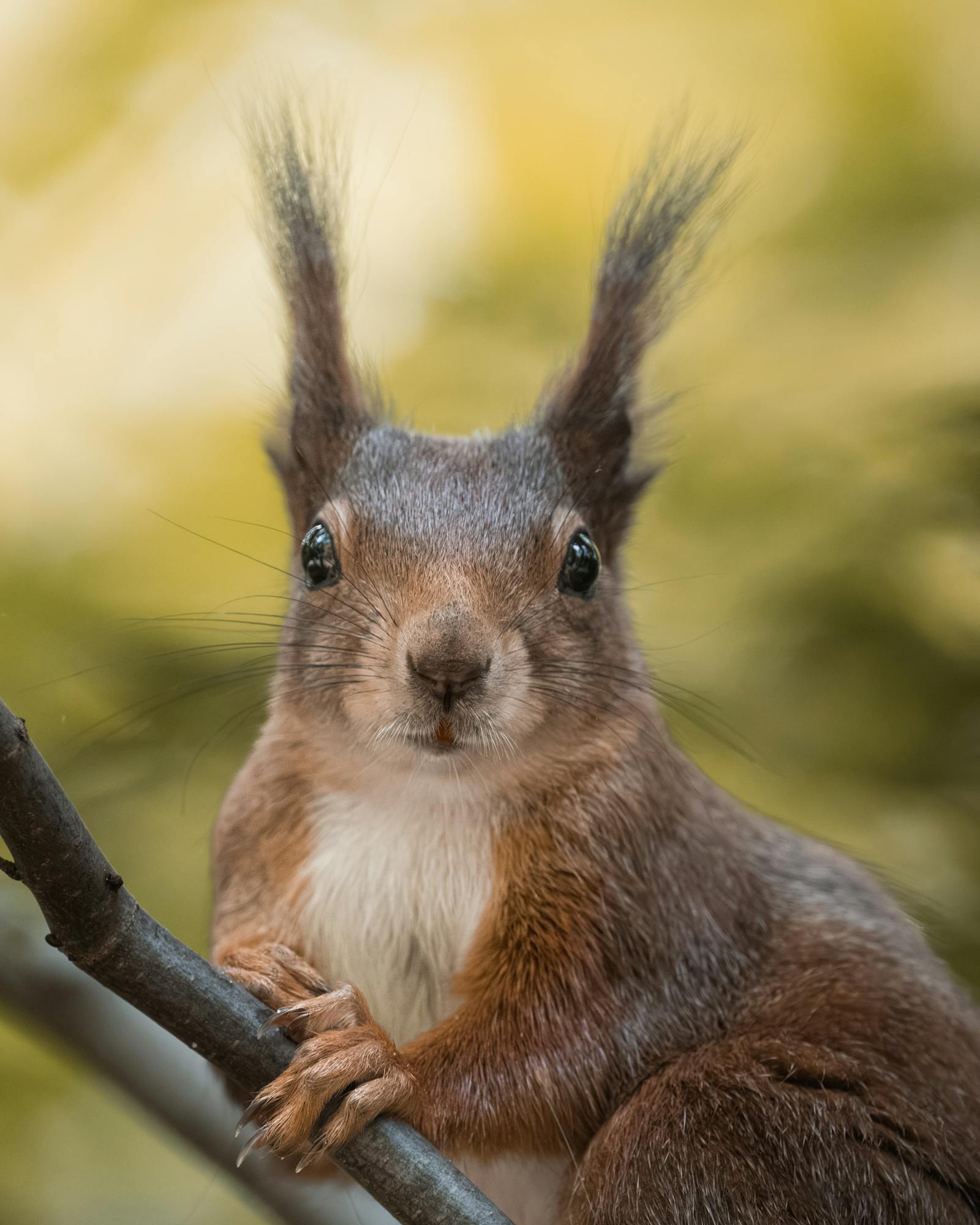 Adorable squirrel perched on a branch in Vienna forest, showcasing its fluffy tail and curious gaze.