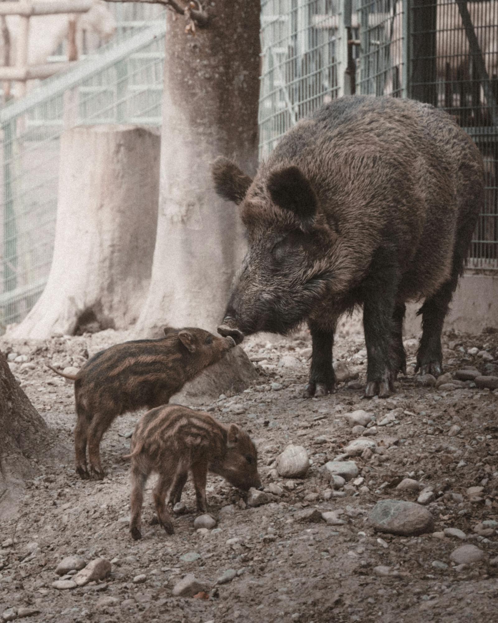 A family of wild boars in a naturalistic zoo enclosure in Feldkirch, Austria.