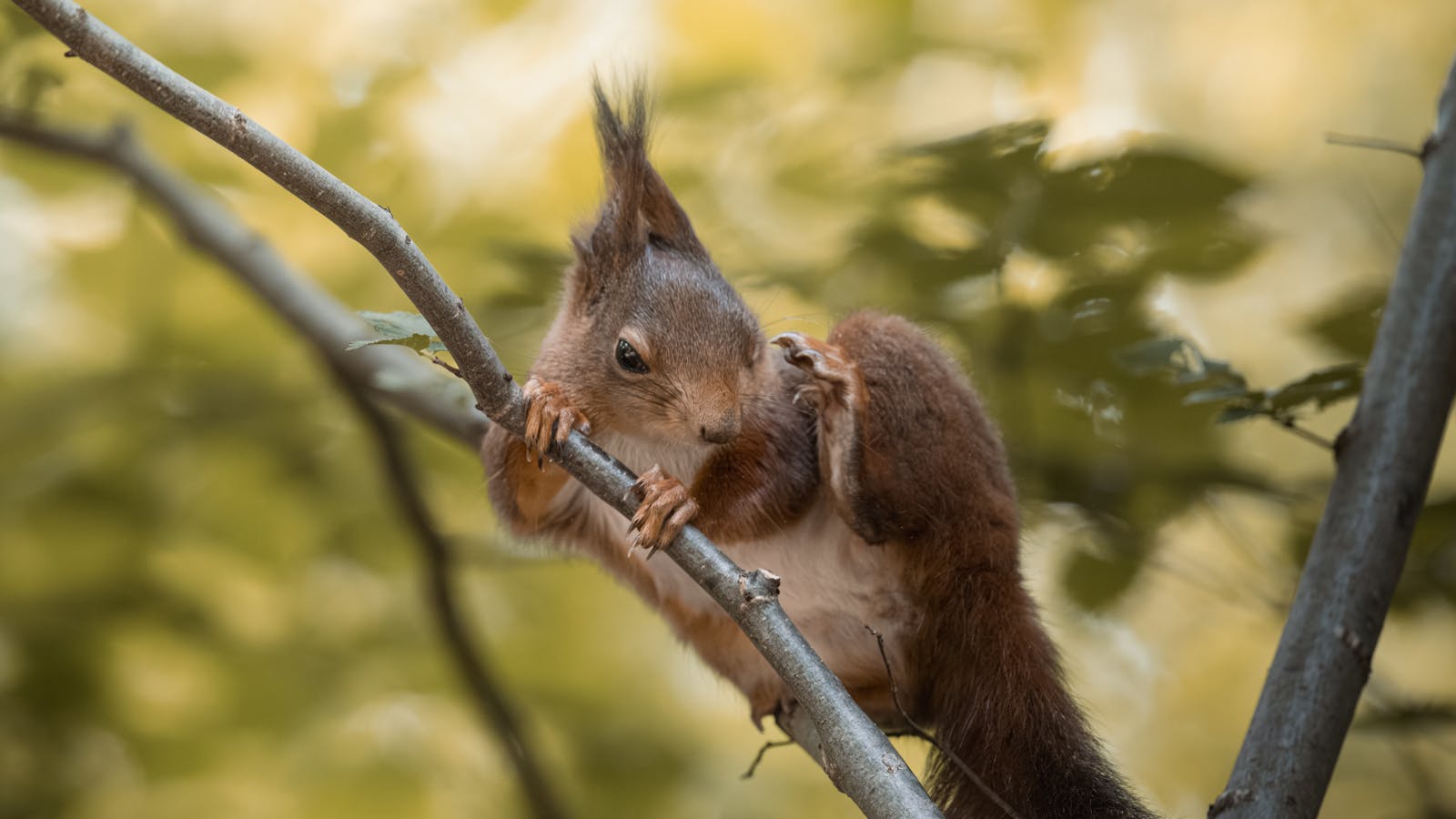 Cute squirrel climbing a branch in a Vienna park, showcasing its playful nature and furry texture.