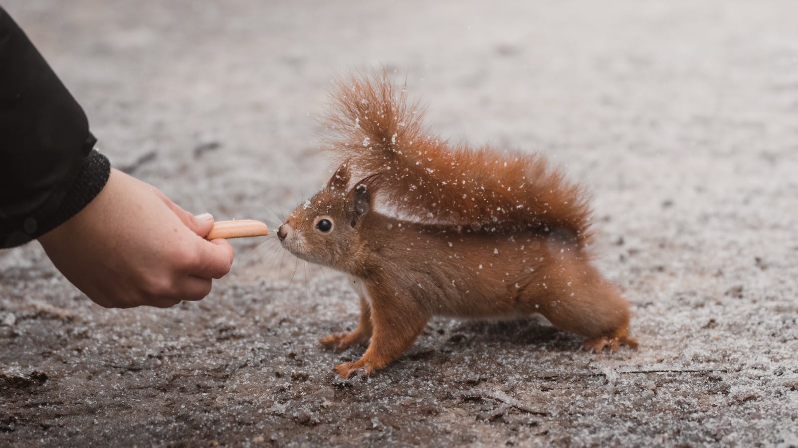 A red squirrel being fed a snack by a person in a snowy forest in Vienna, Austria.