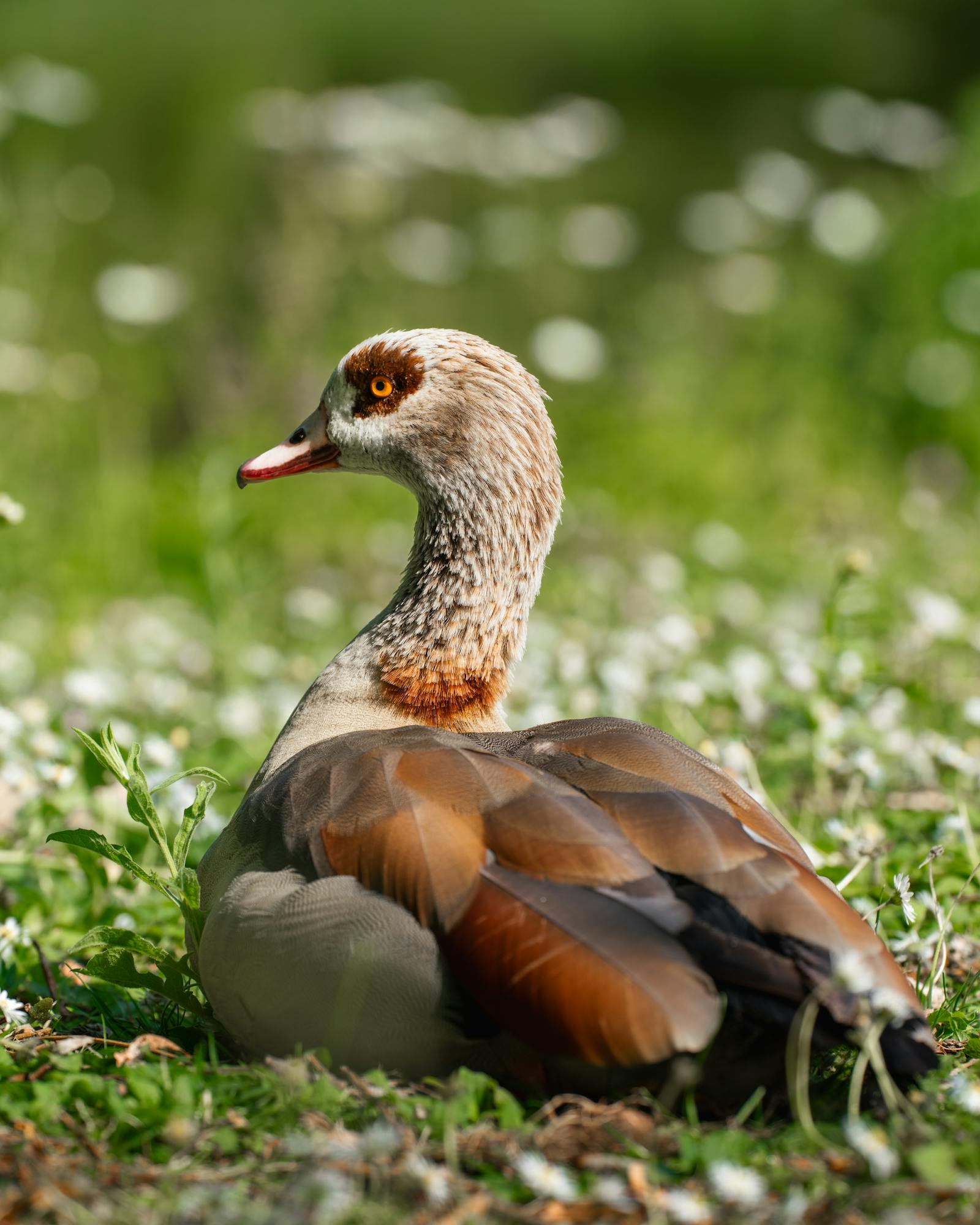 A tranquil Egyptian goose on grass under daylight, showcasing its vibrant plumage.