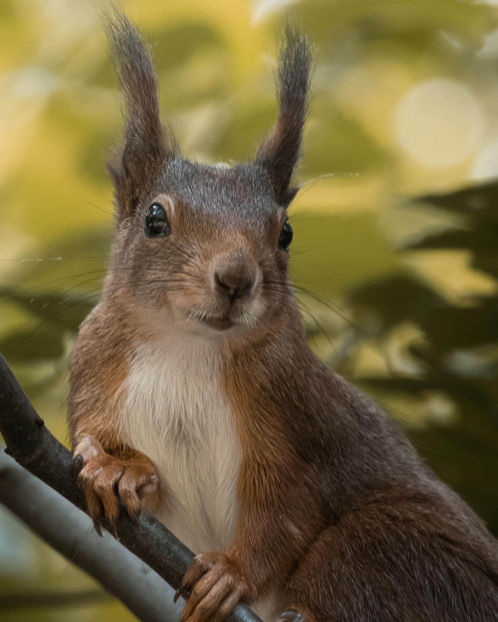 Charming close-up of a playful squirrel perched on a tree branch among lush foliage.