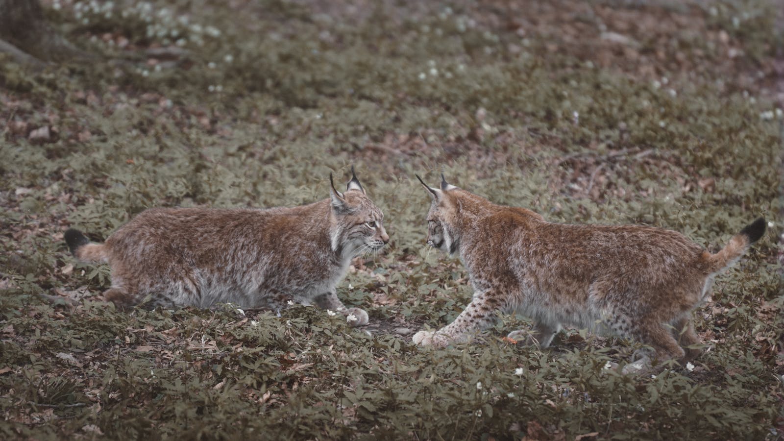 Two Eurasian lynxes play in a lush forest, showcasing playful behavior in their natural habitat.