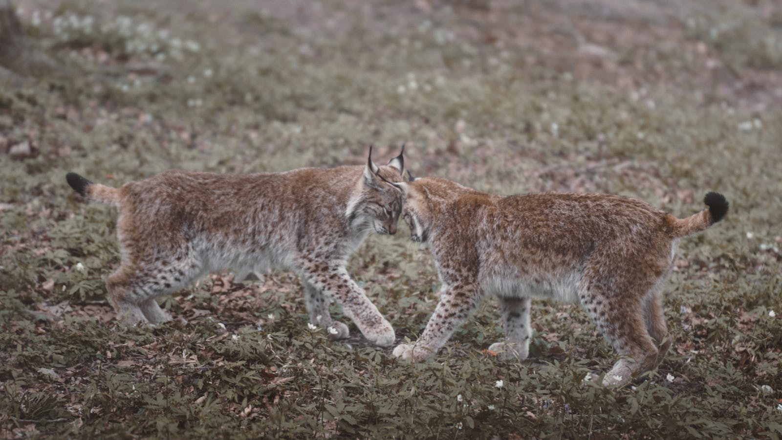 Two Eurasian lynxes playfully butting heads in a meadow in Feldkirch, Austria.