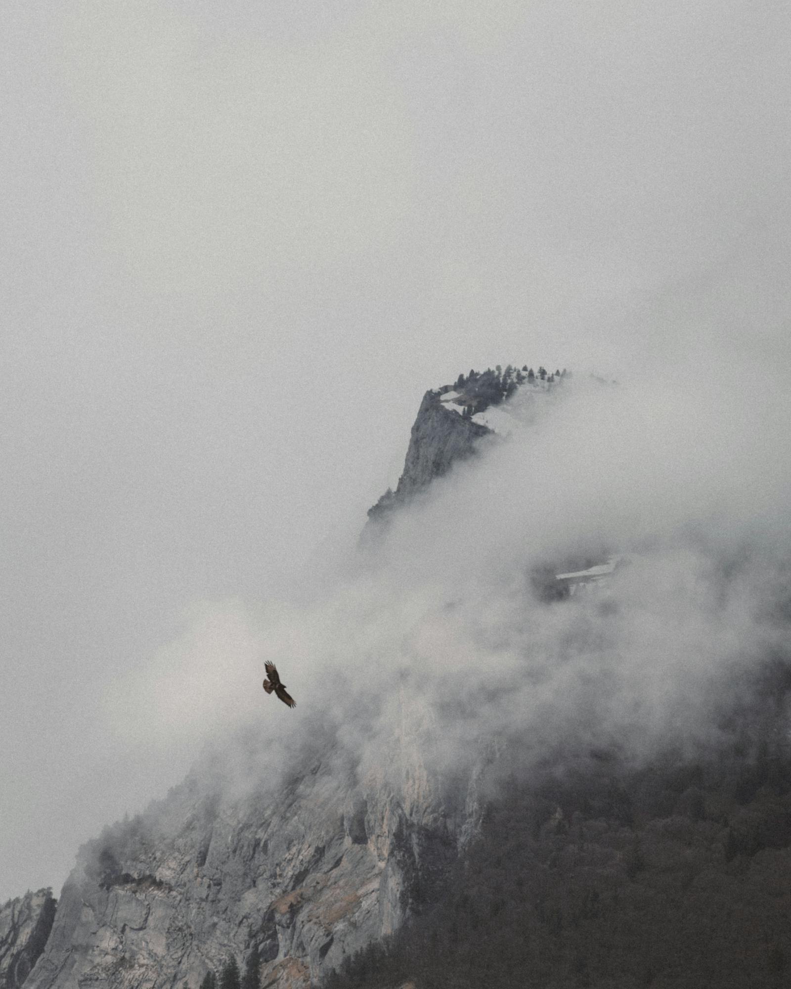 Capture of a bird flying over a foggy mountain peak in Liechtenstein.