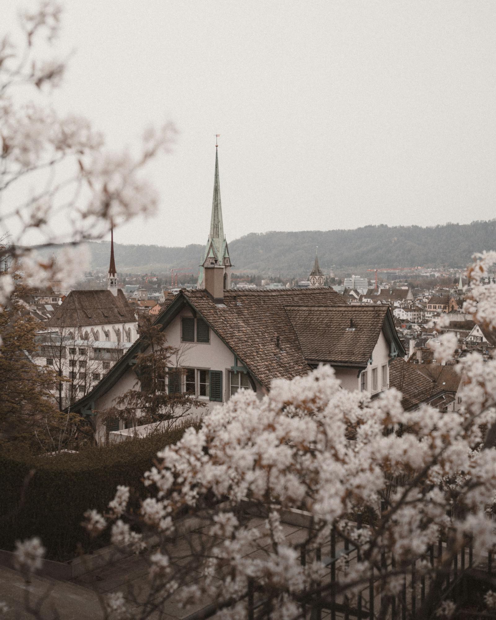 Enchanting spring scene in Zurich, Switzerland, showcasing cherry blossoms and traditional architecture.