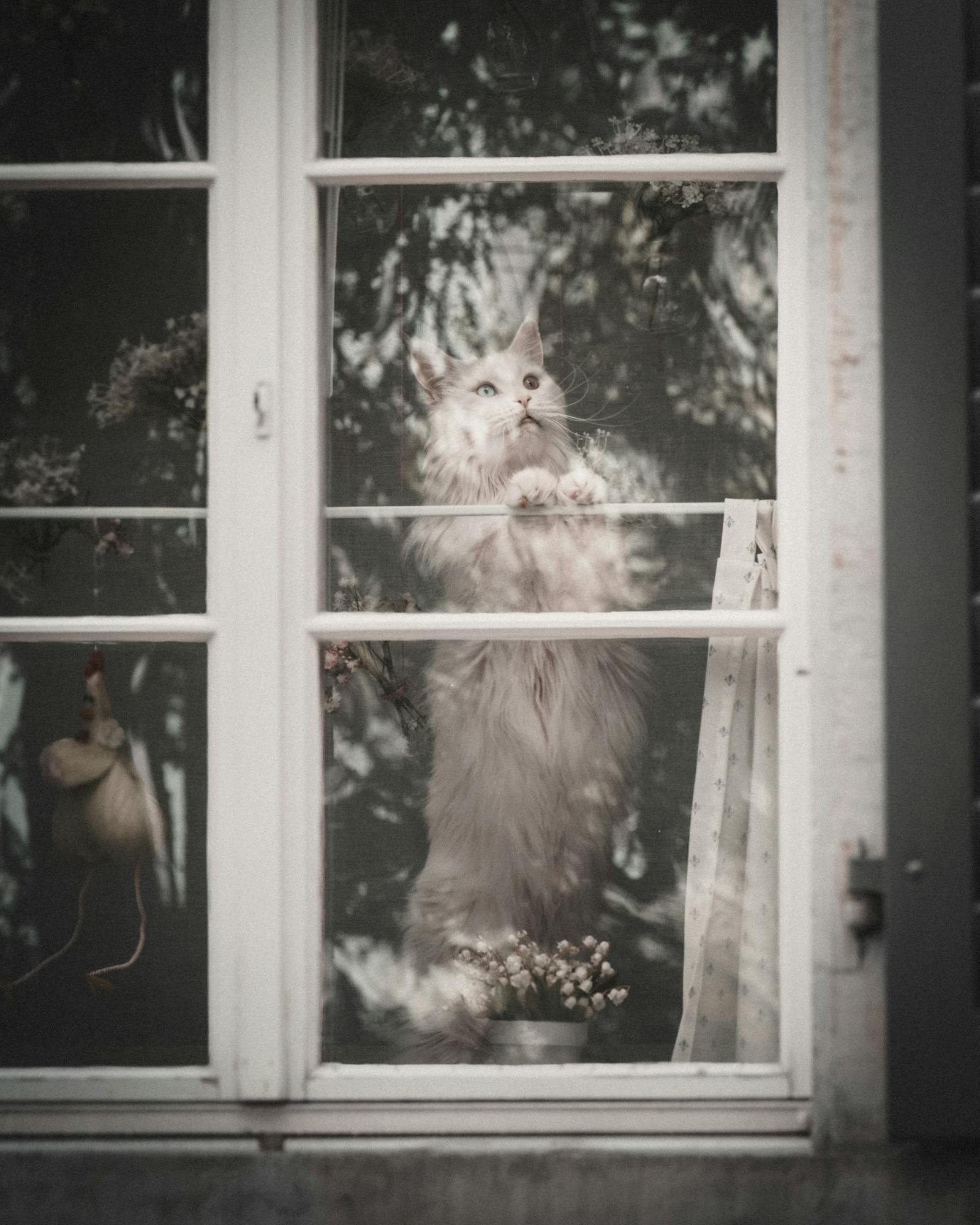 Charming image of a long-haired cat peering through a window in Zürich, Switzerland.