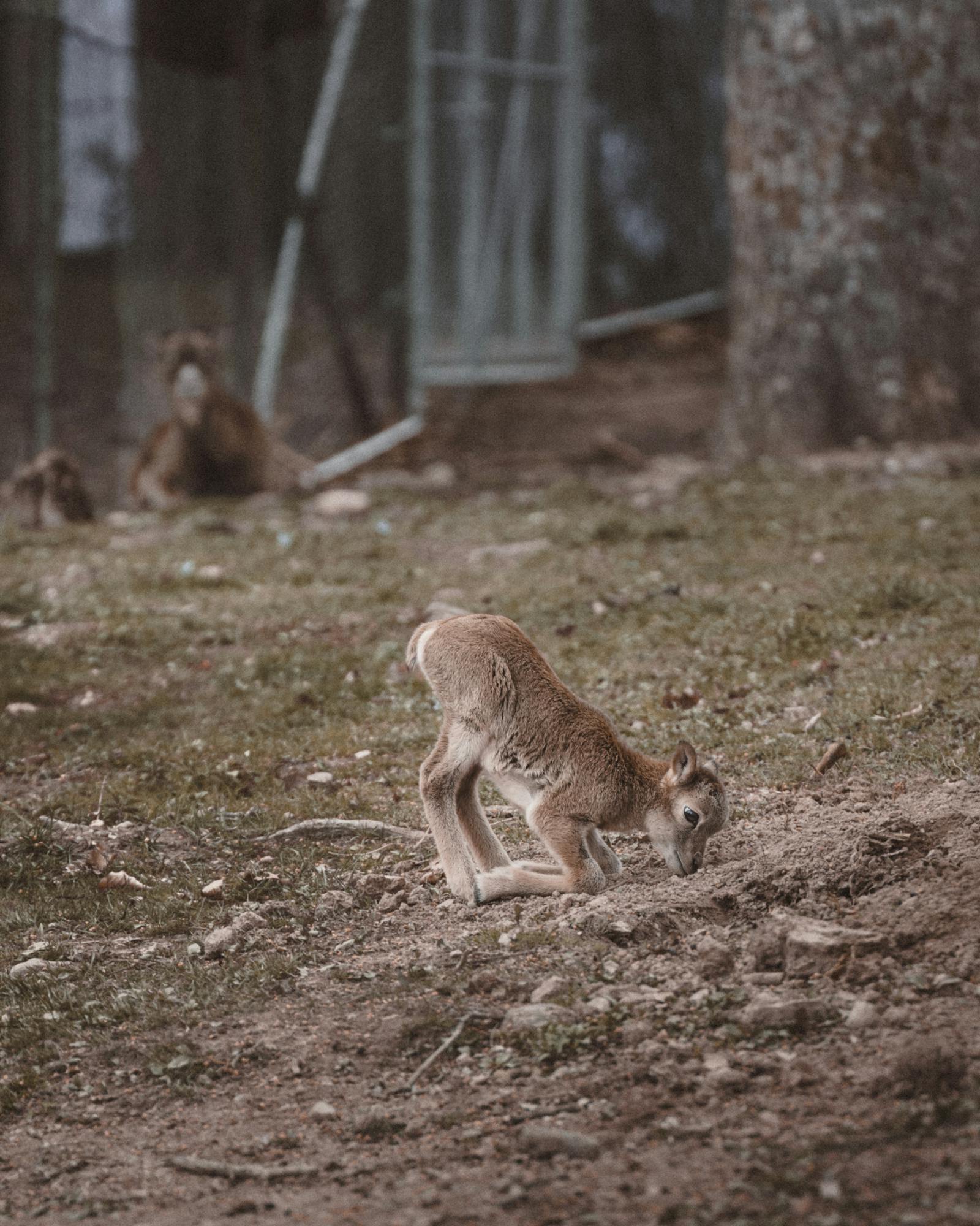 A young calf grazing on grass in Feldkirch, Vorarlberg, Austria.