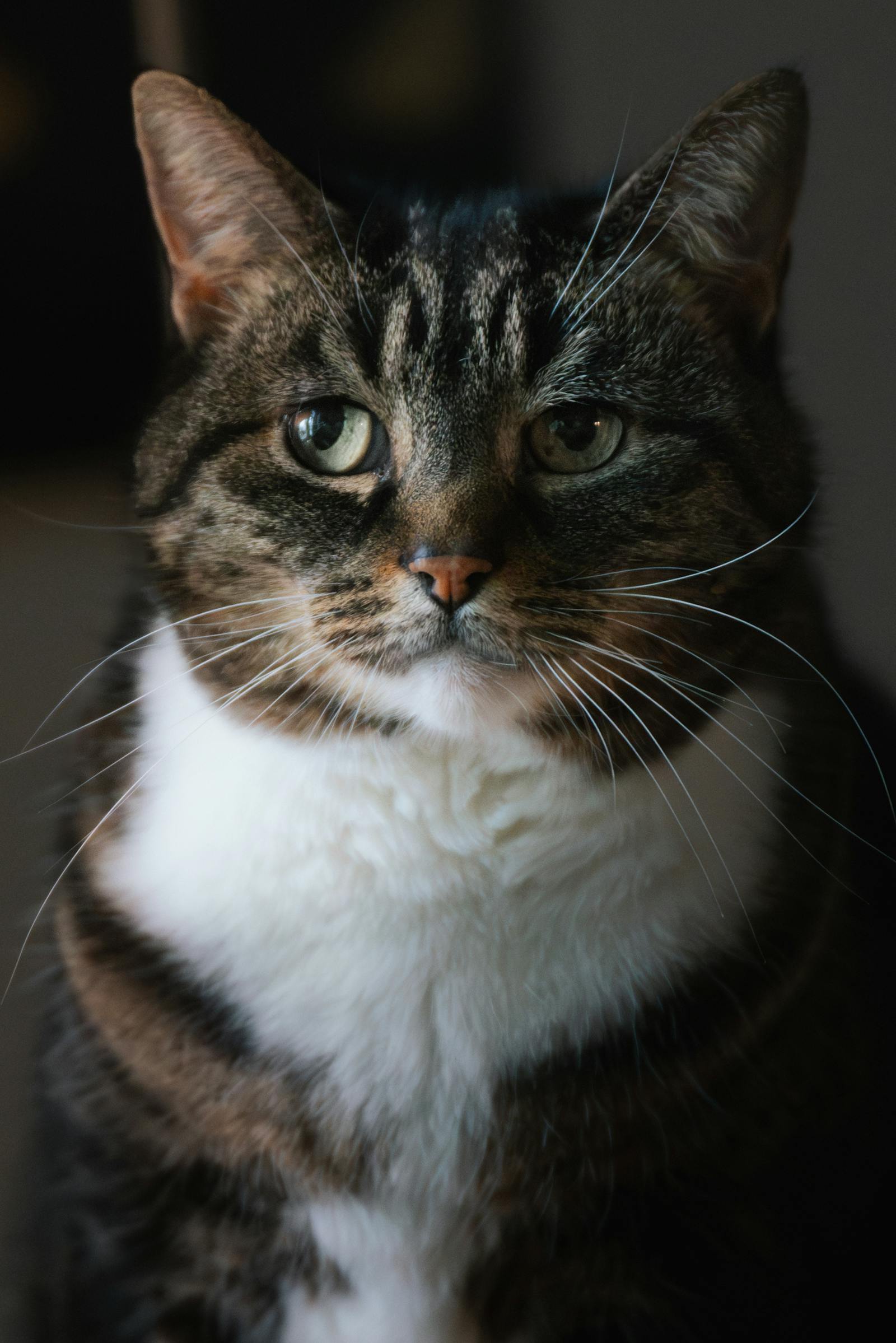 Charming close-up portrait of a tabby cat enjoying warm sunlight indoors.