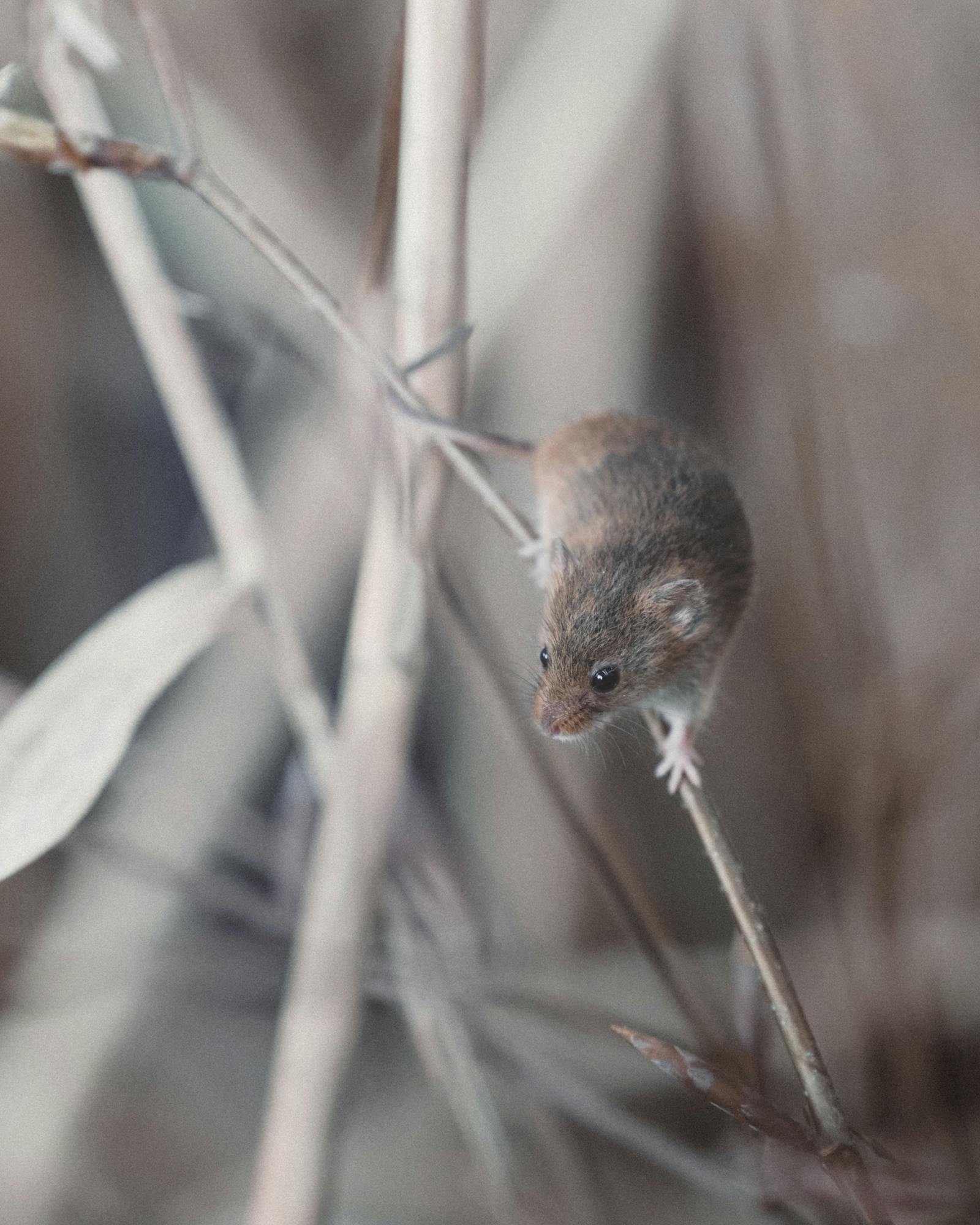 Close-up of a Brown Antechinus perched on a grass stem in Vorarlberg, Austria.