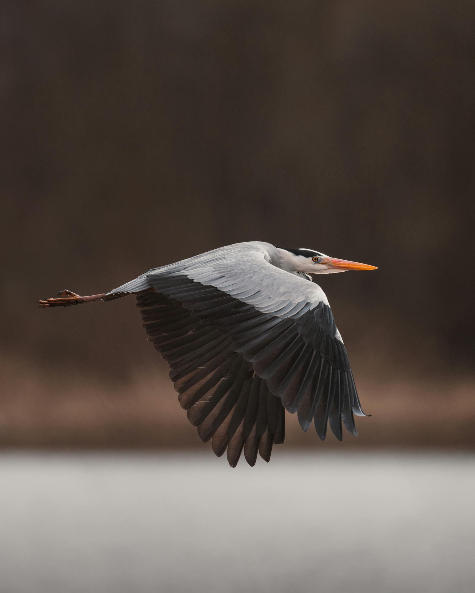 A stunning heron captured mid-flight over a tranquil Slovenian lake, showcasing graceful wildlife.