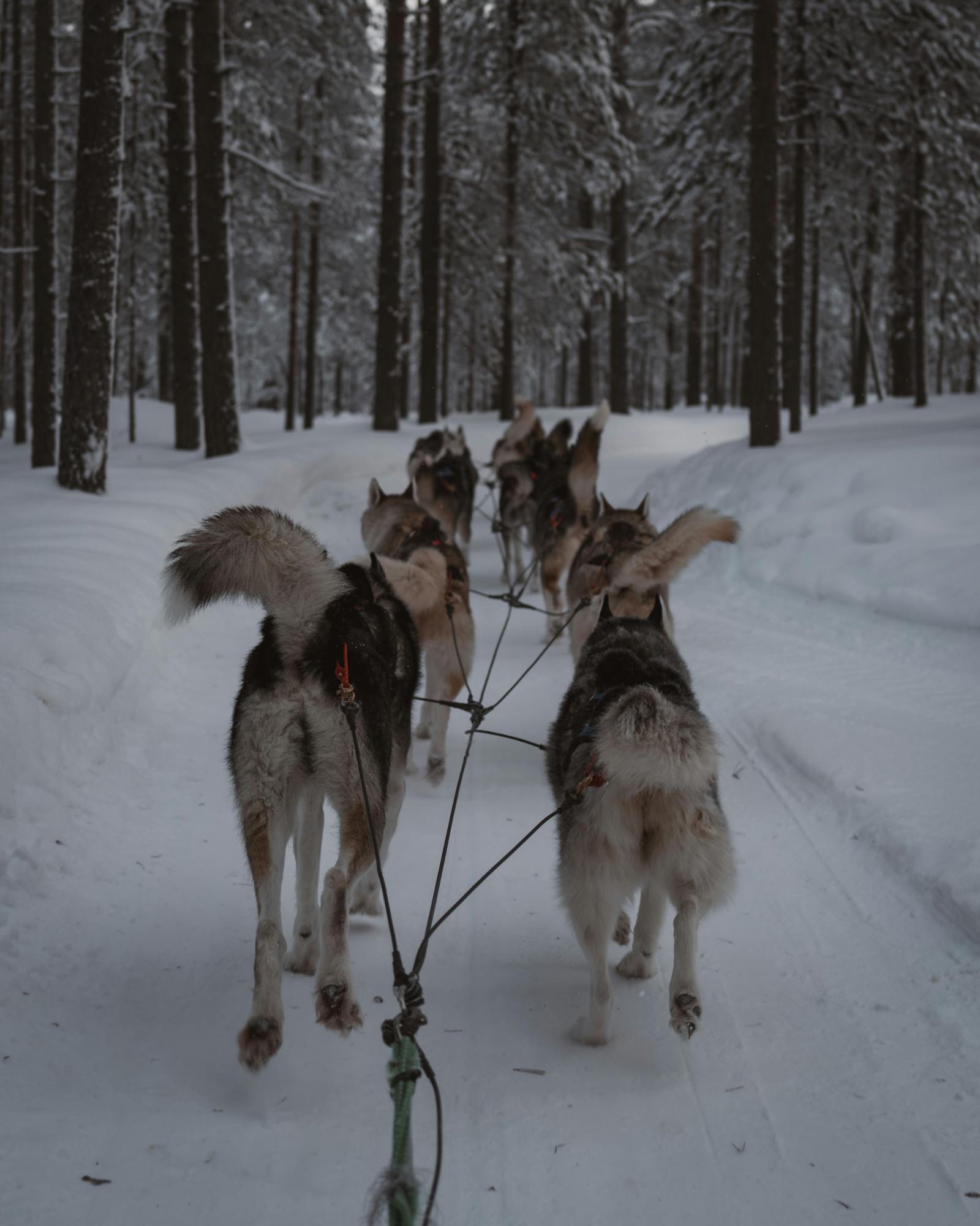 Experience a thrilling dog sledding journey through the snowy forests of Lapland, Finland.